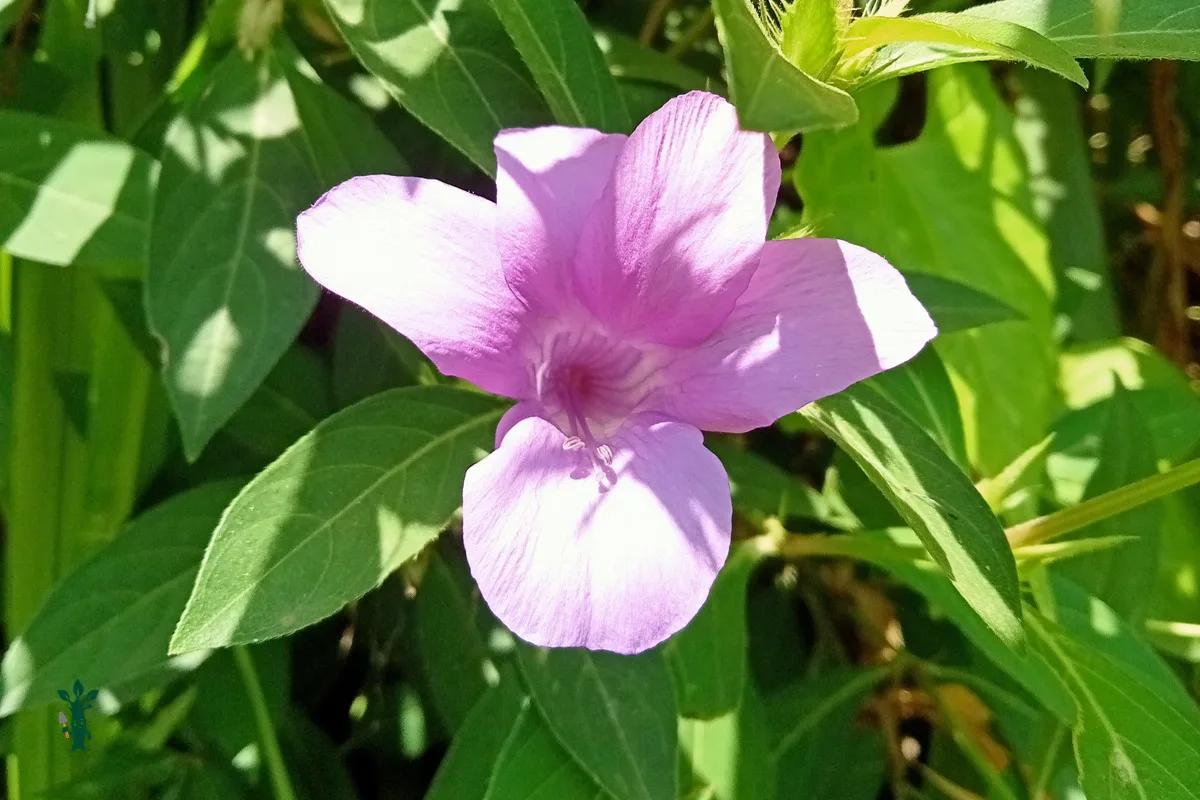 Single purple Barleria flower blooming among green leaves.