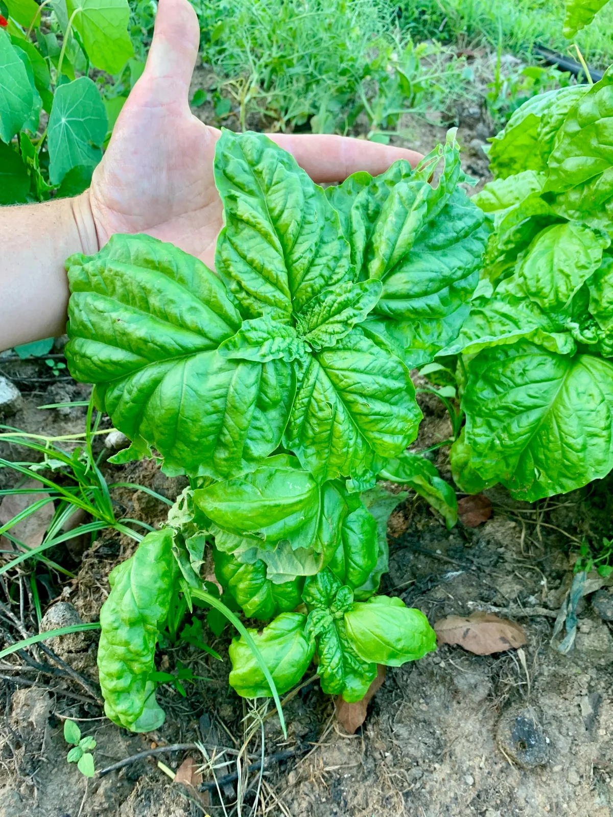 Basil Mammoth in my Australian garden