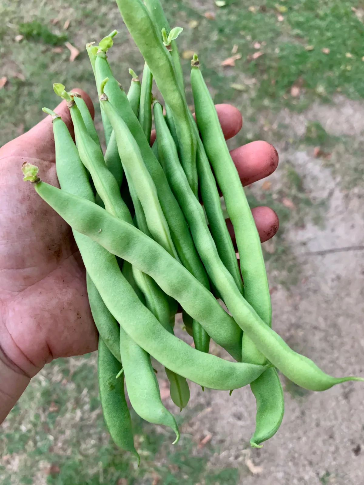 Hand holding Kentucky Wonder beans