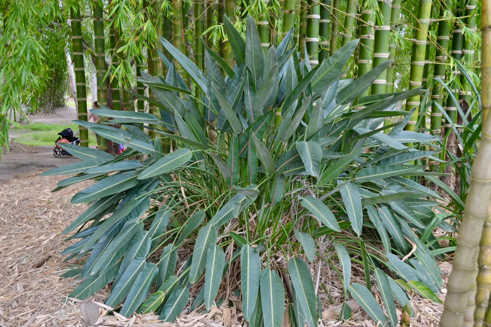 Clump of bird of paradise foliage growing in front of tall bamboo stalks.