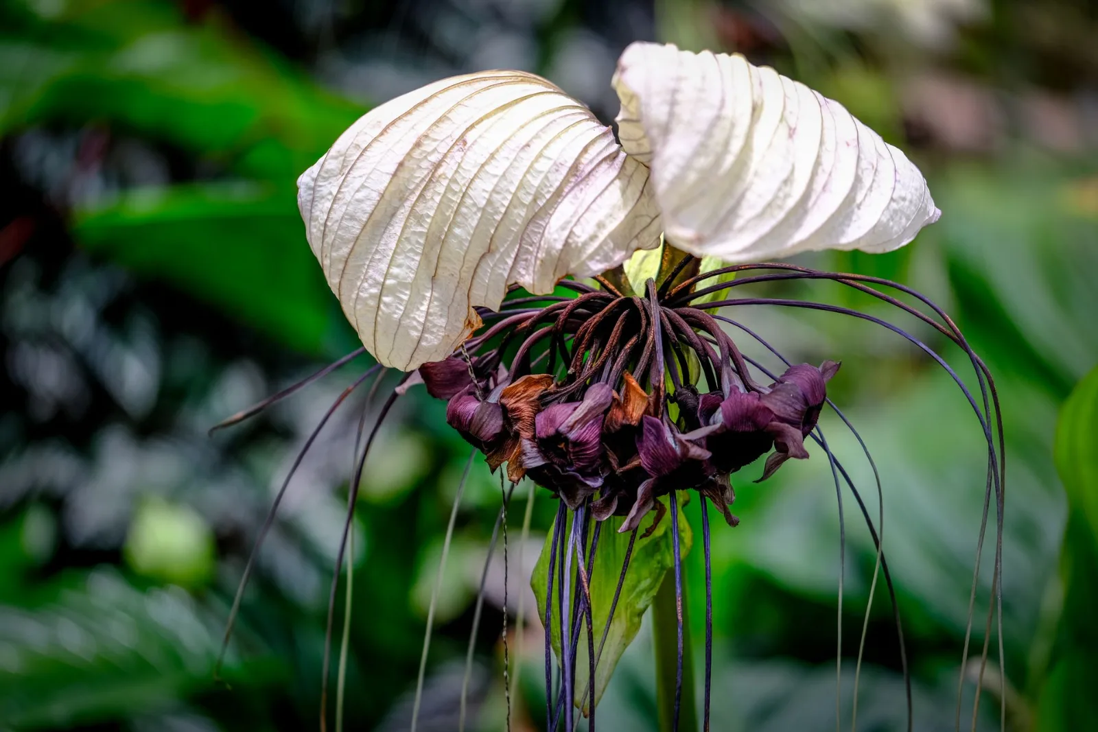 Black bat plant featuring large white bracts above drooping dark purple flowers and long filaments.