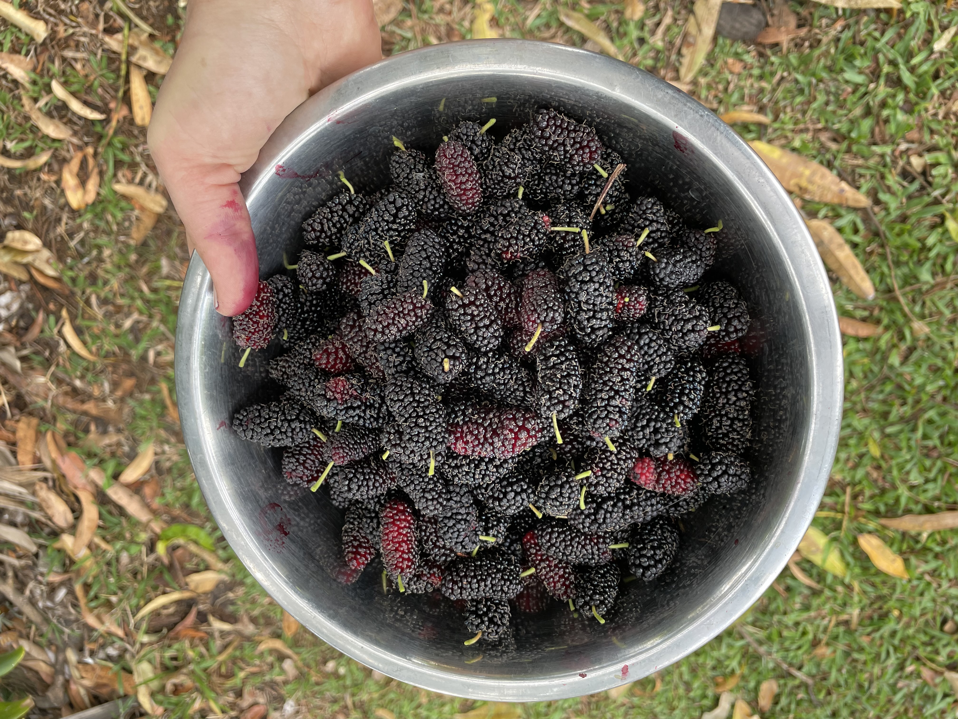 Black mulberry — hand holding a stainless steel bowl filled with harvested black mulberries.
