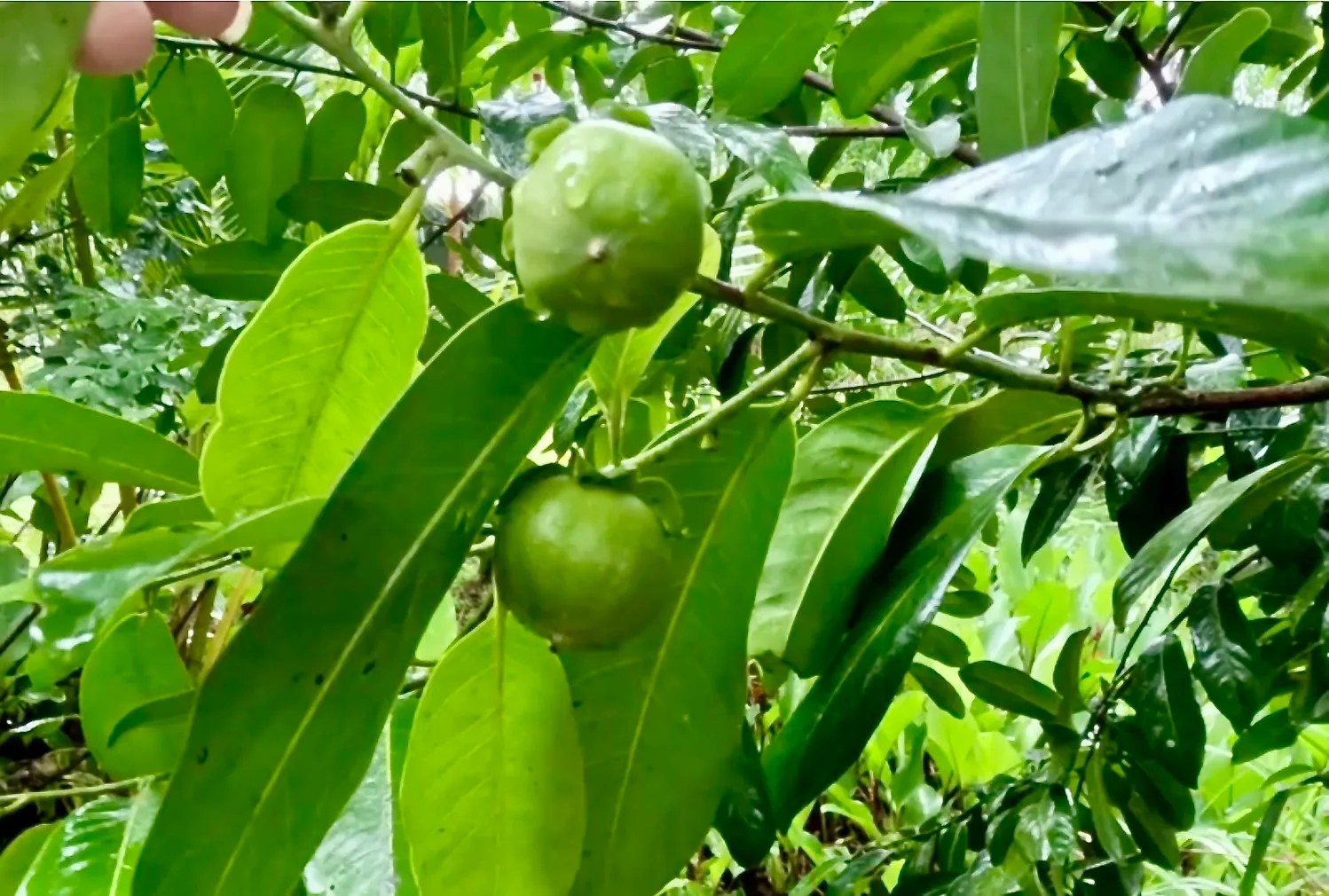 Two green, unripe black sapote fruits hanging from a leafy tree branch.