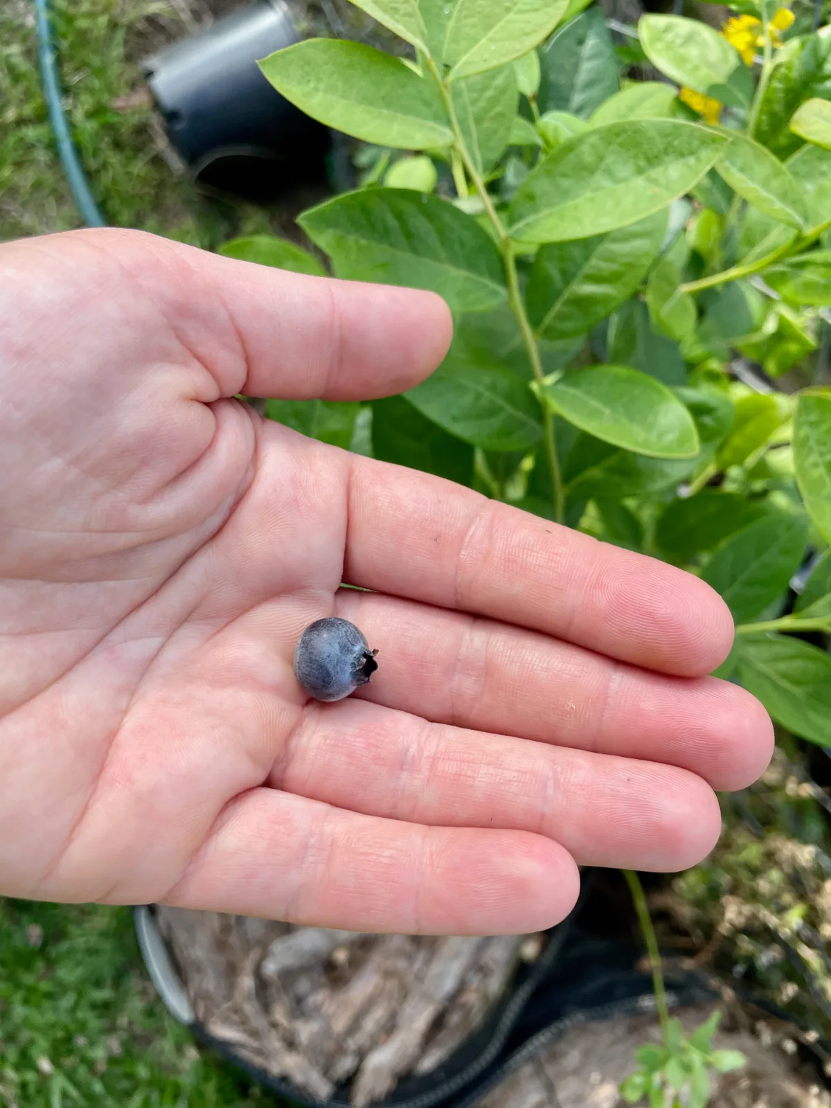 Hand holding a single ripe blueberry fruit with a blueberry bush in the background.