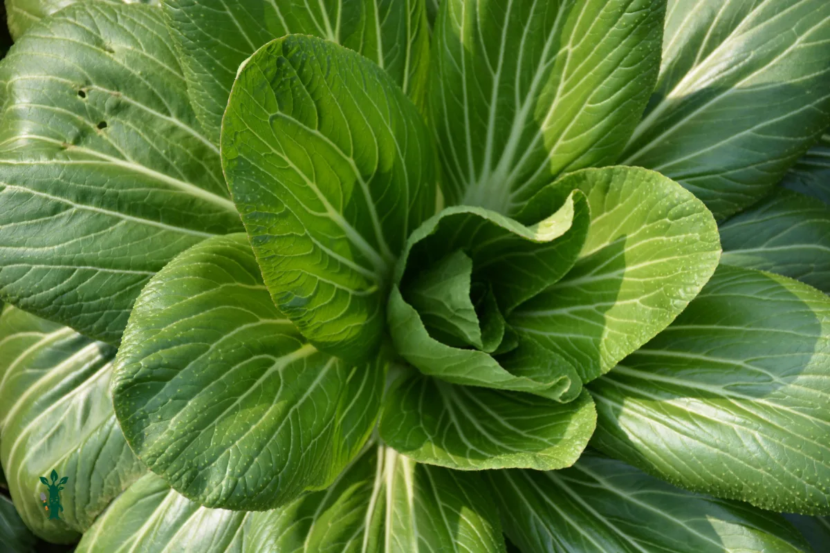 Top-down view of a growing bok choy with vibrant green leaves.