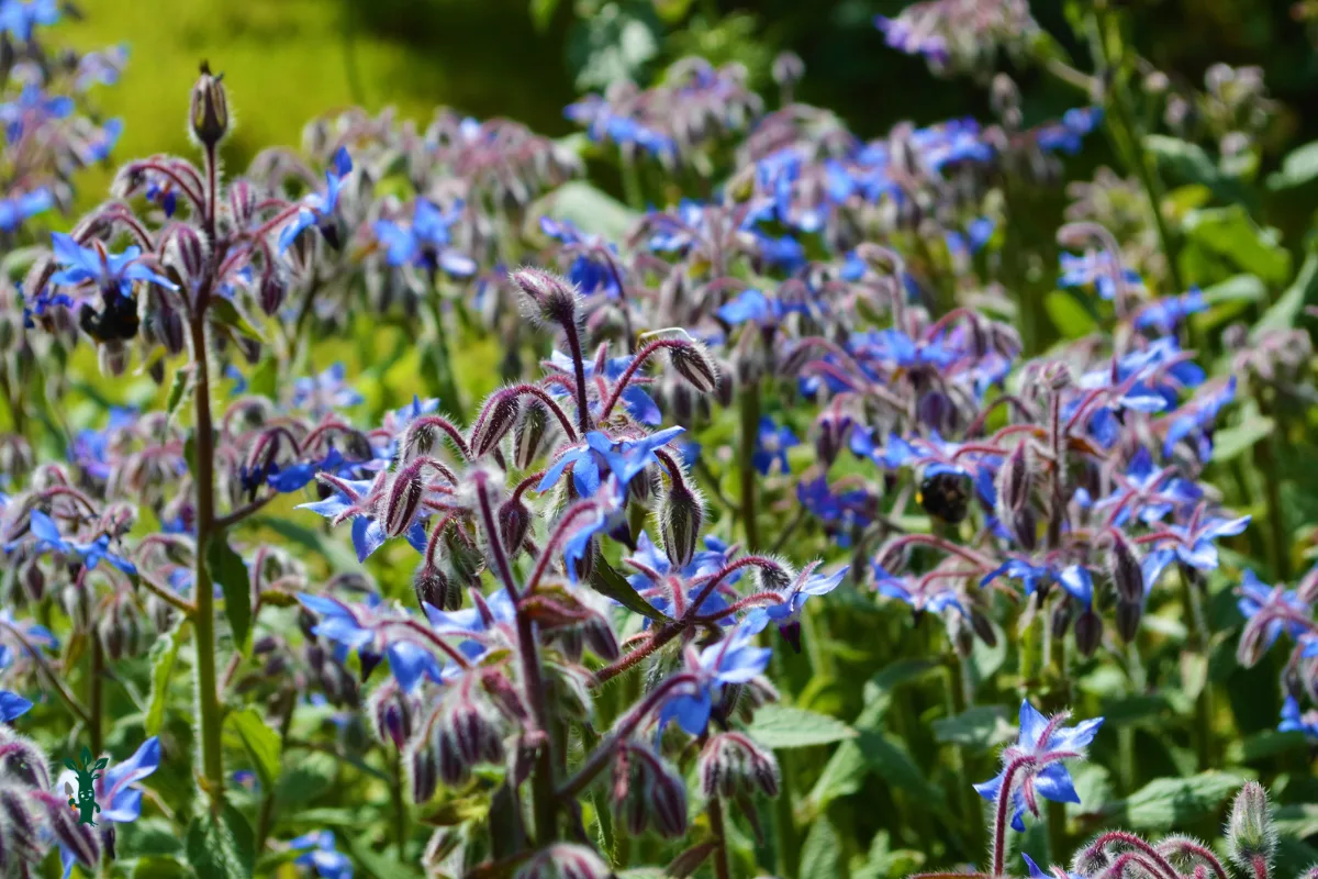 Borage flowers with hairy stems blooming in a garden patch.