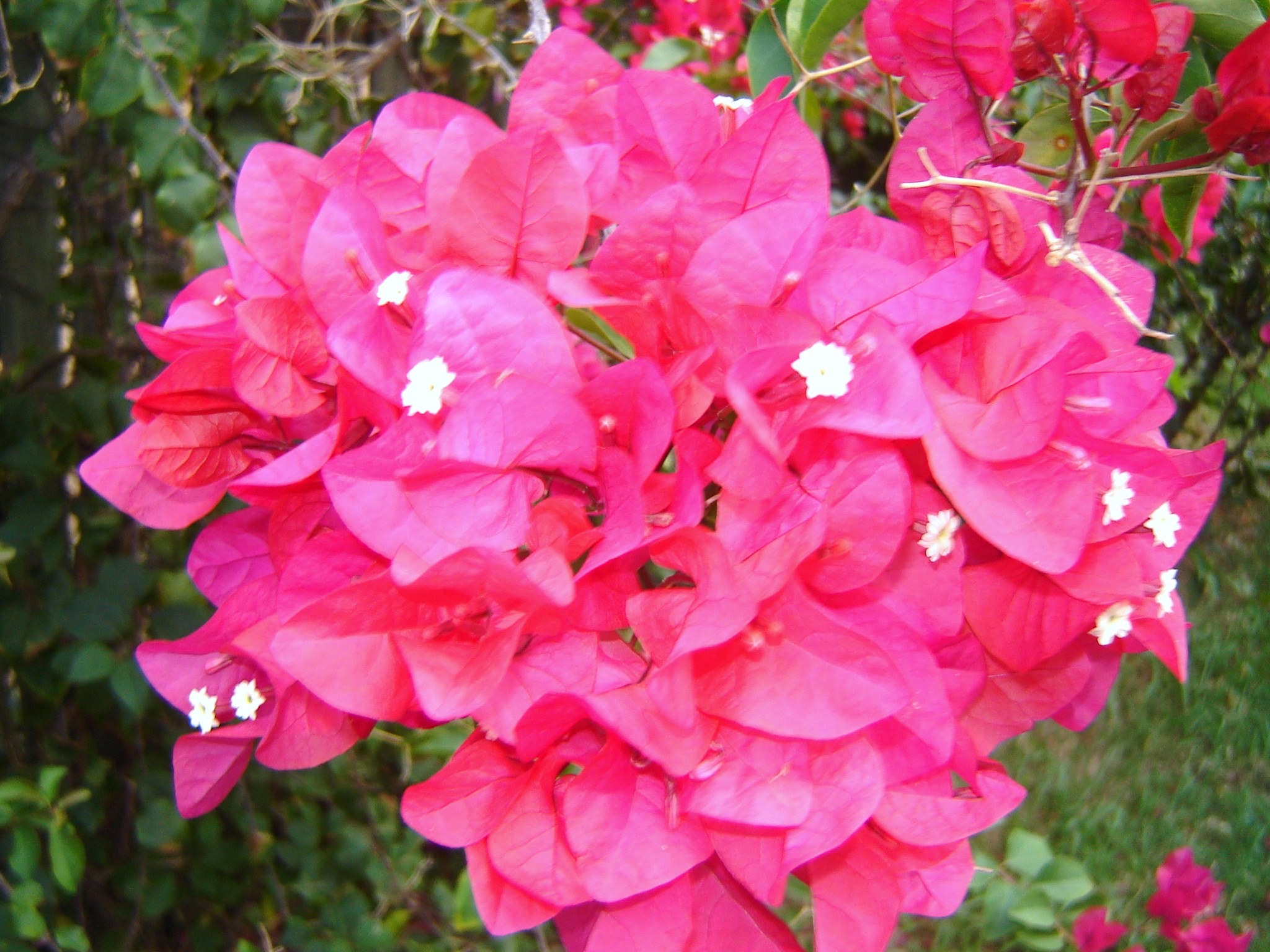 Clusters of vibrant pink bougainvillea bracts with small white flowers.