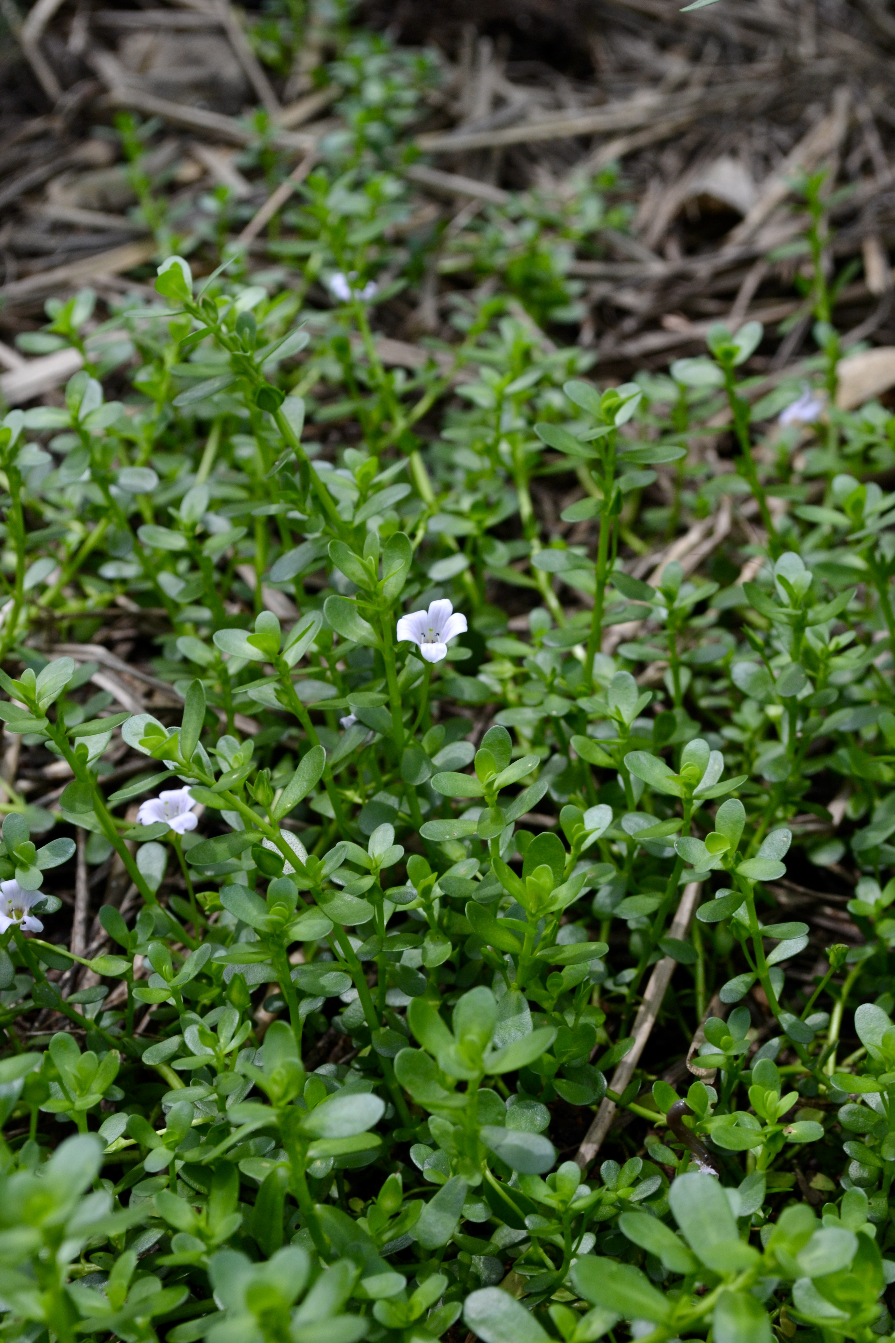 Brahmi plants with green leaves and small pale blue flowers growing on soil.