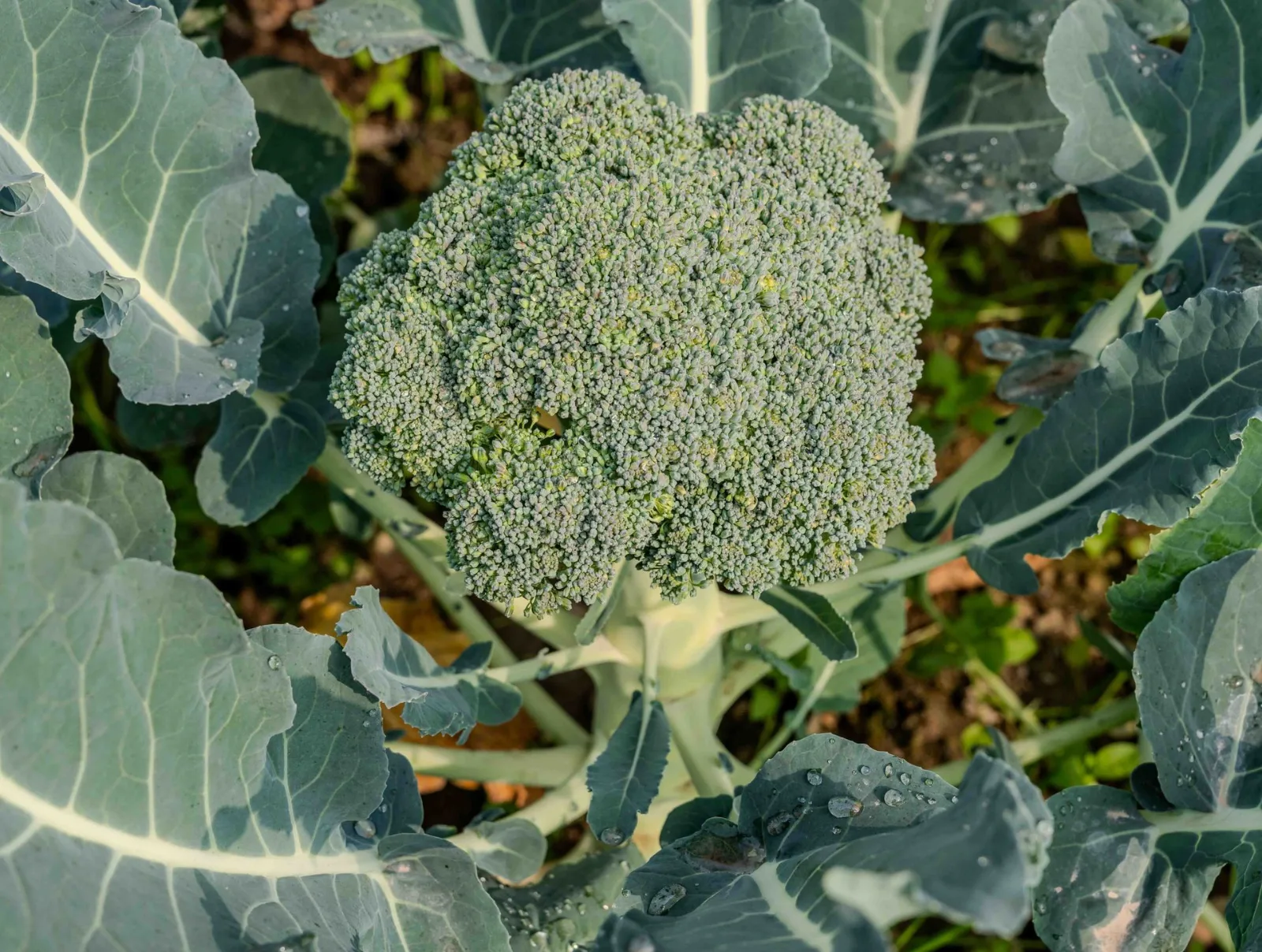 Close-up of a fresh broccoli plant growing in a garden, showcasing vibrant green leaves and dew drops