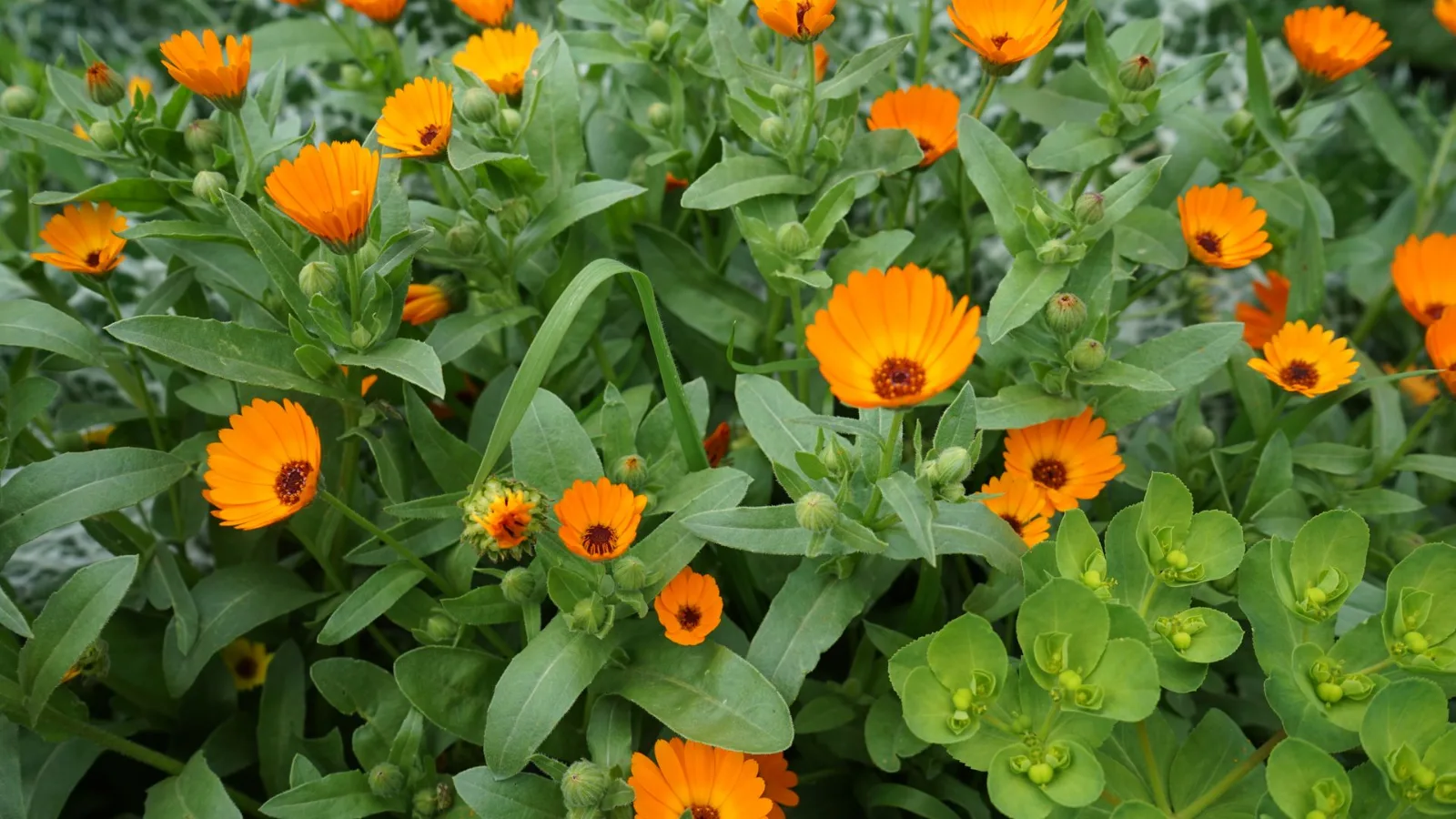 Bright yellow-orange calendula flowers in lush green foliage