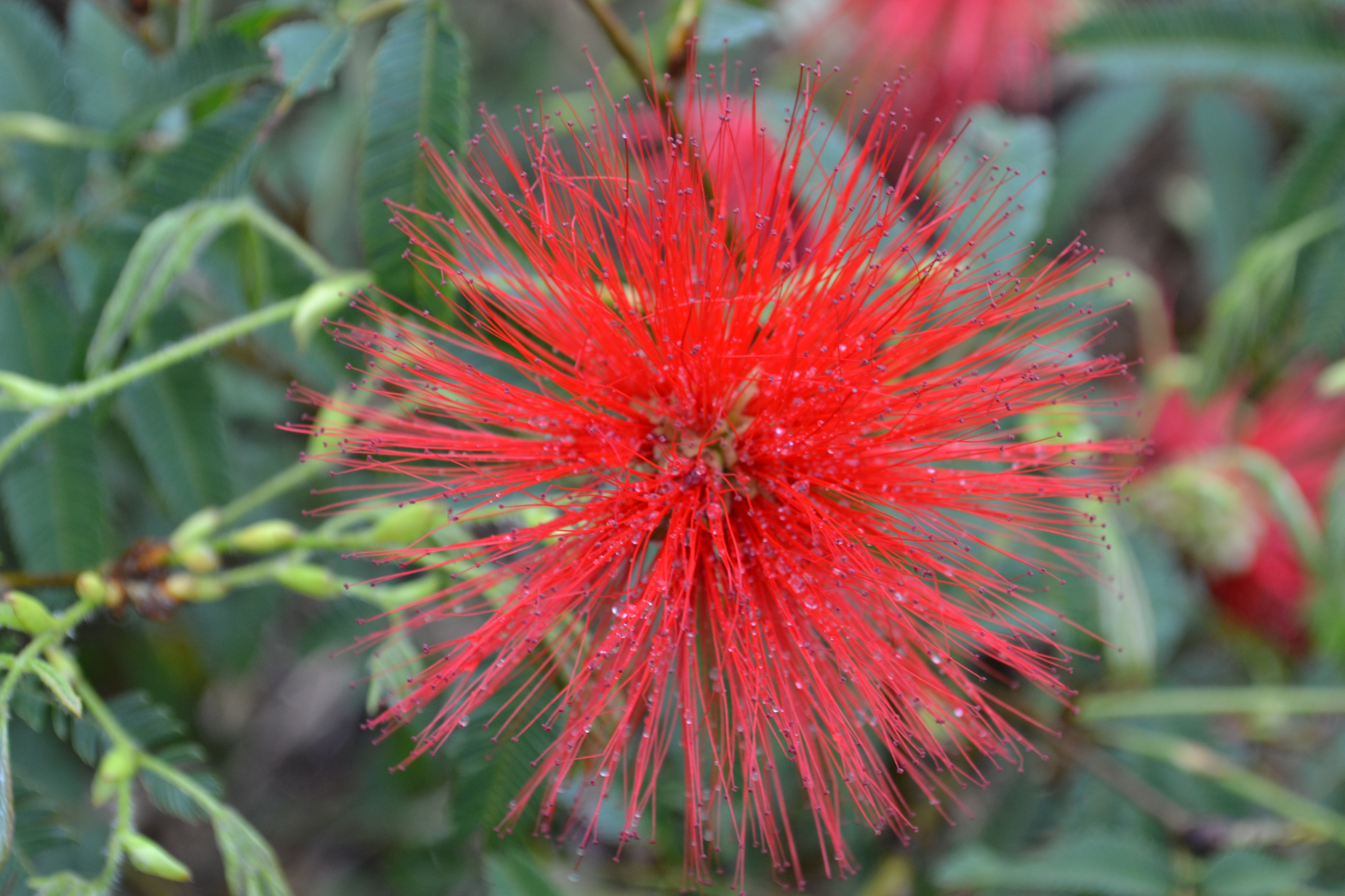 Bright red Calliandra tweediei flower showing fine, long stamens against green foliage.