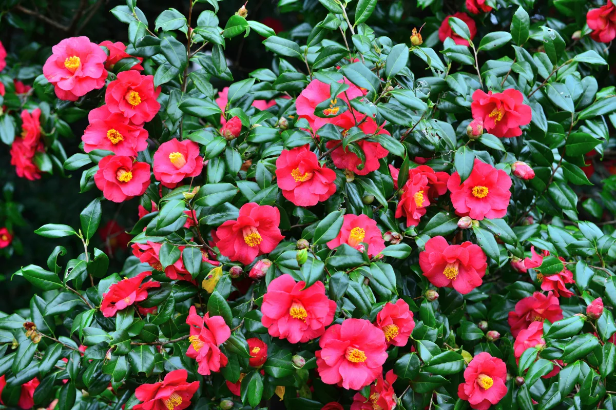 Vibrant red Camellia flowers in full bloom among dark green glossy leaves.