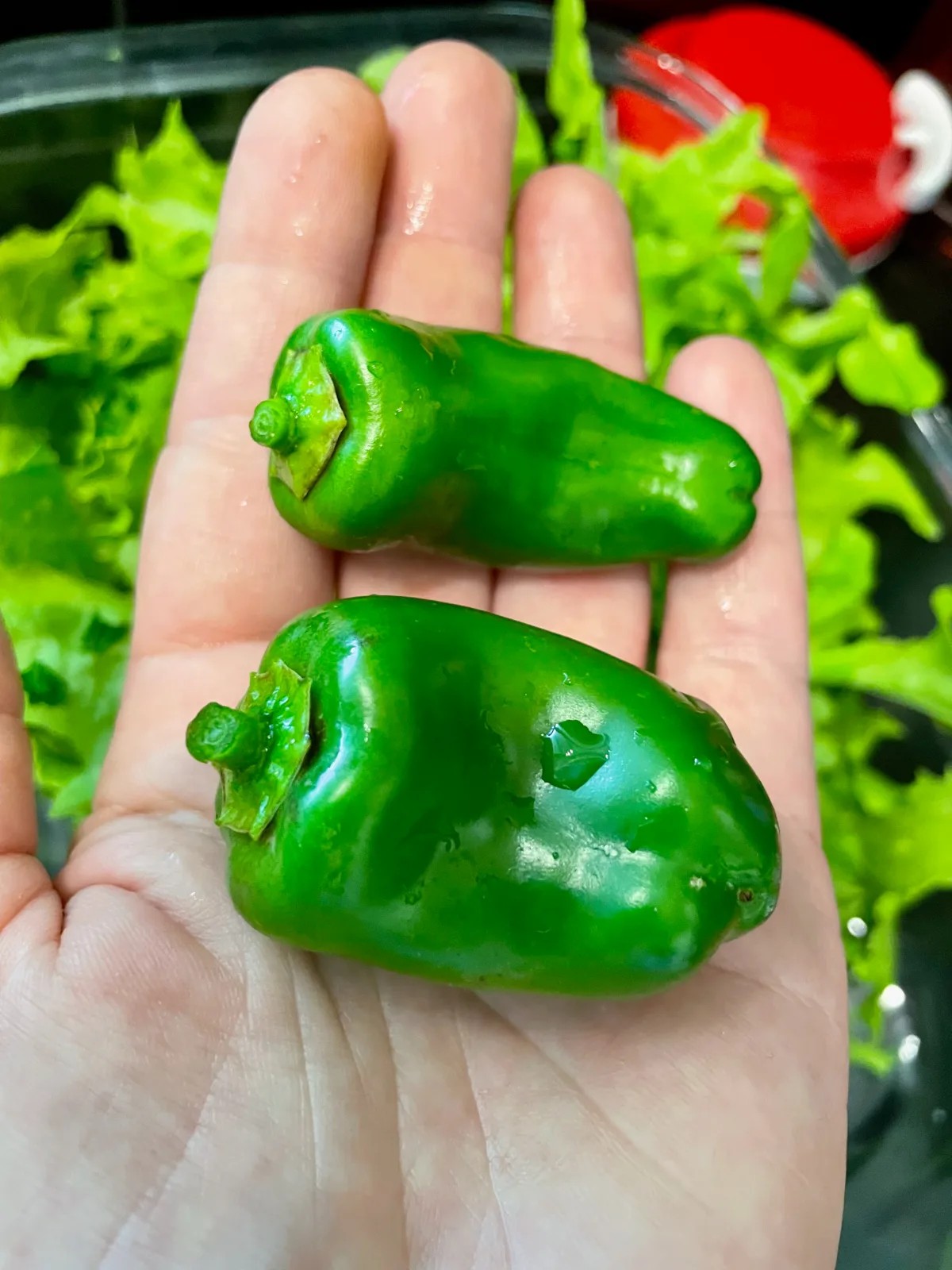Hand holding baby capsicum fruits in the garden