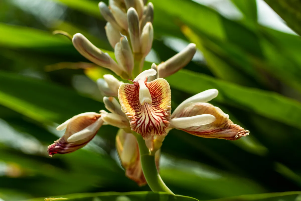 Intricate patterned cardamom flower blooming on a stem among green leaves.