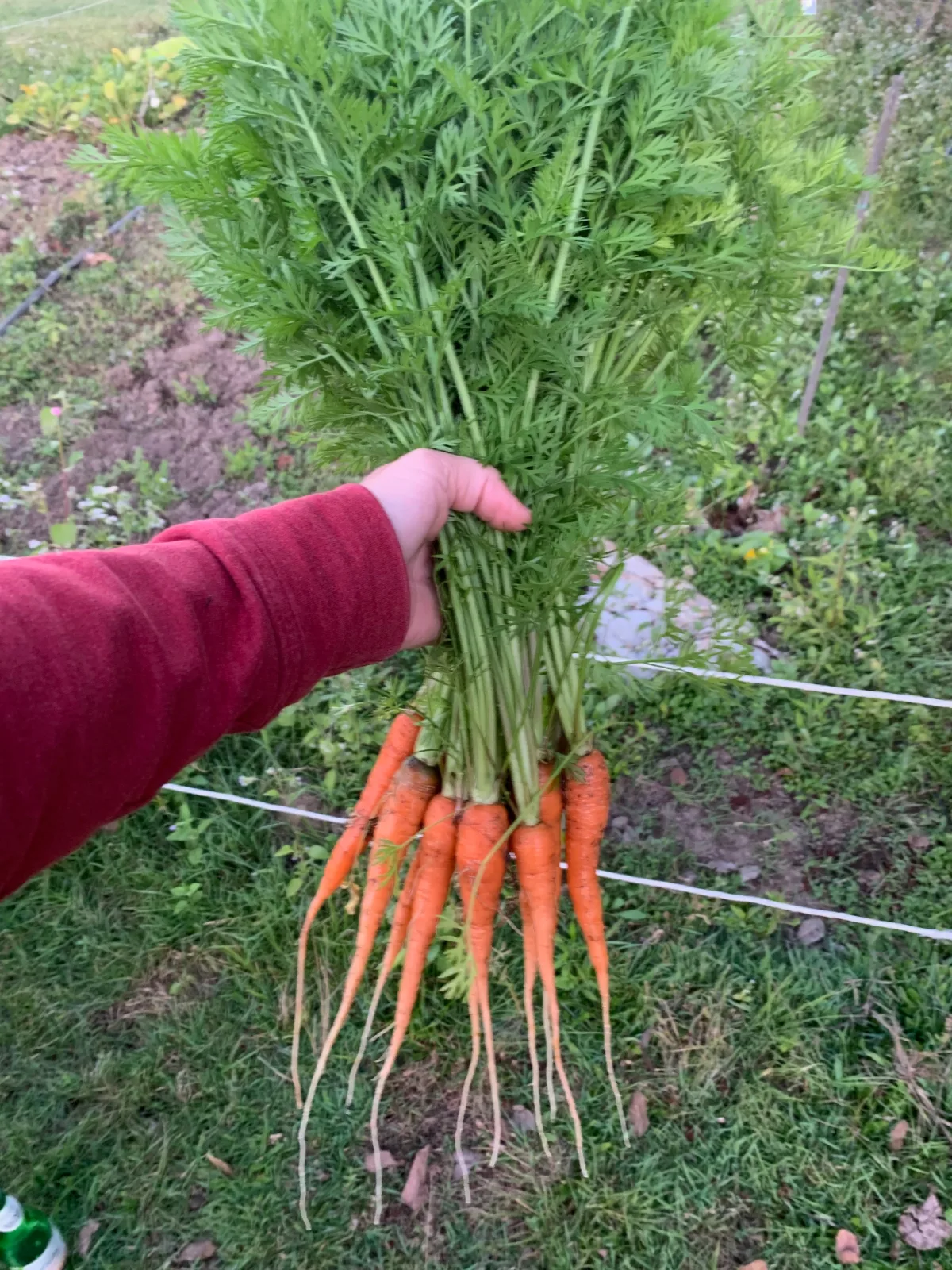 Hand holding a bunch of homegrown carrots in an Australian garden