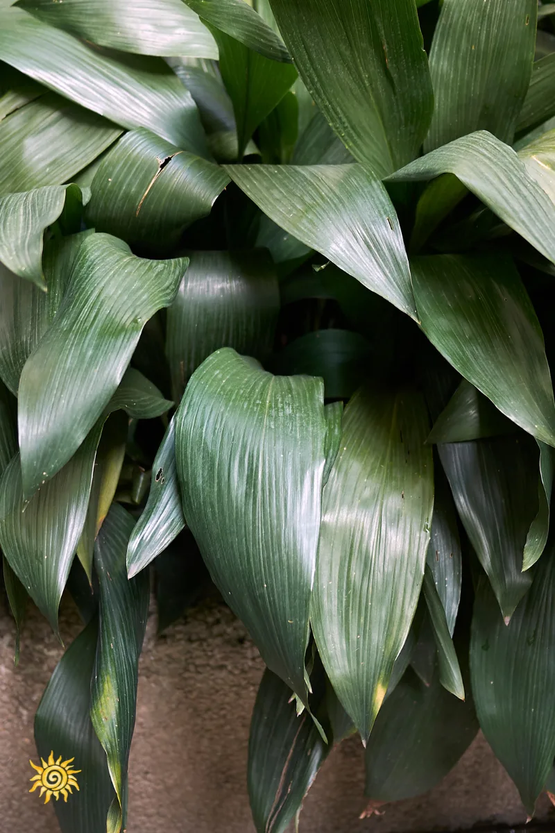 Aspidistra elatior