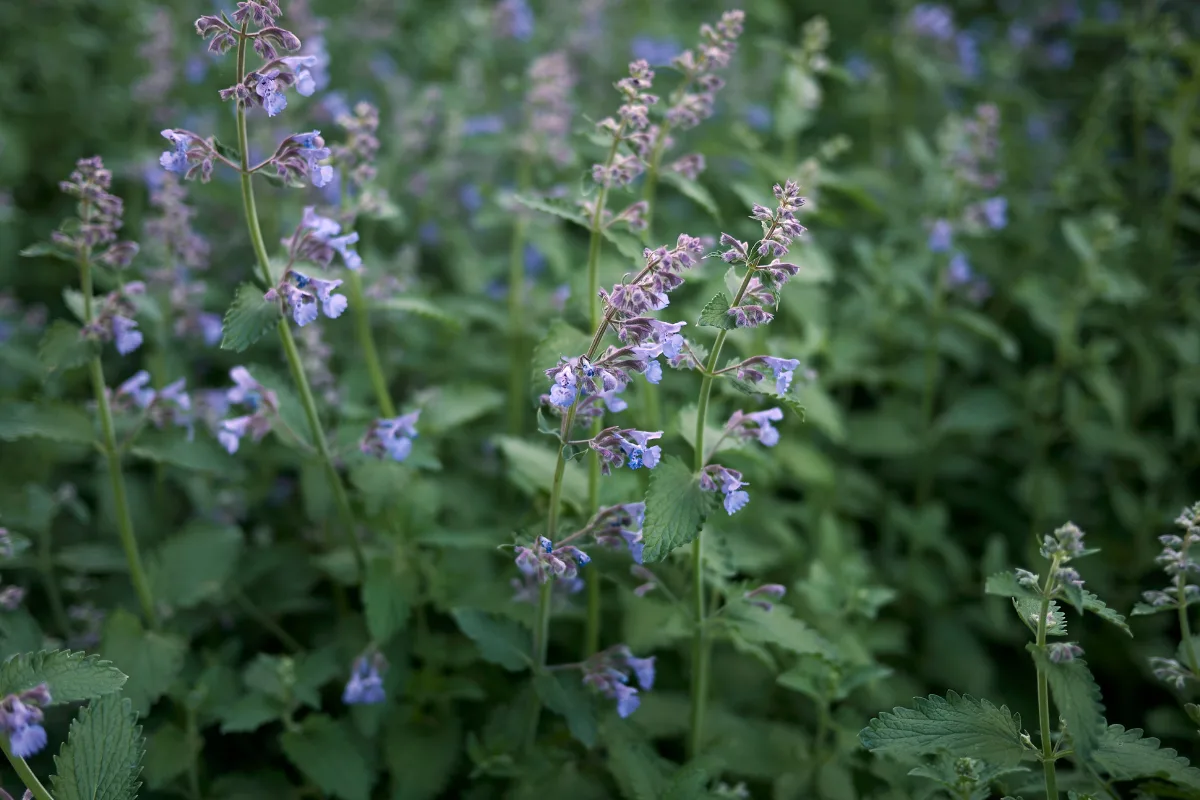 Catnip (Nepeta cataria) with soft grey-green leaves and small pale flowers spotted violet-purple.