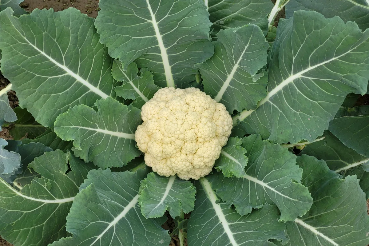 Cauliflower head surrounded by large, broad green leaves growing in soil.
