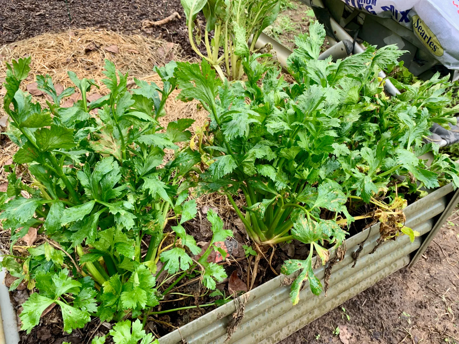 Celery growing in a raised garden bed in Queensland