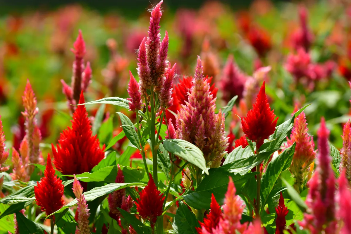 Bright red and pink feathery Celosia plumes blooming in a sunny garden bed.