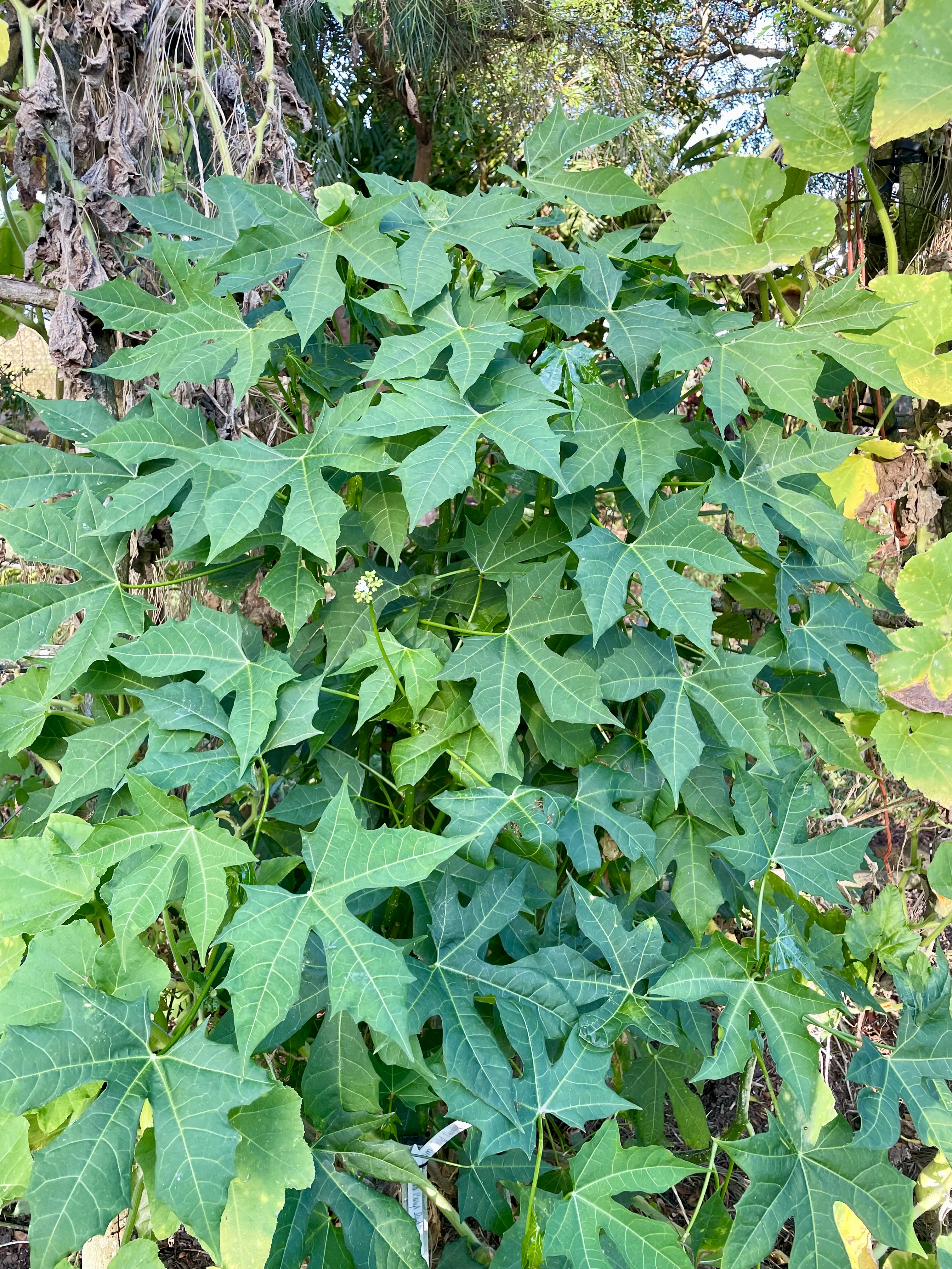 Lush green, deeply lobed leaves of a Chaya plant growing in a garden.