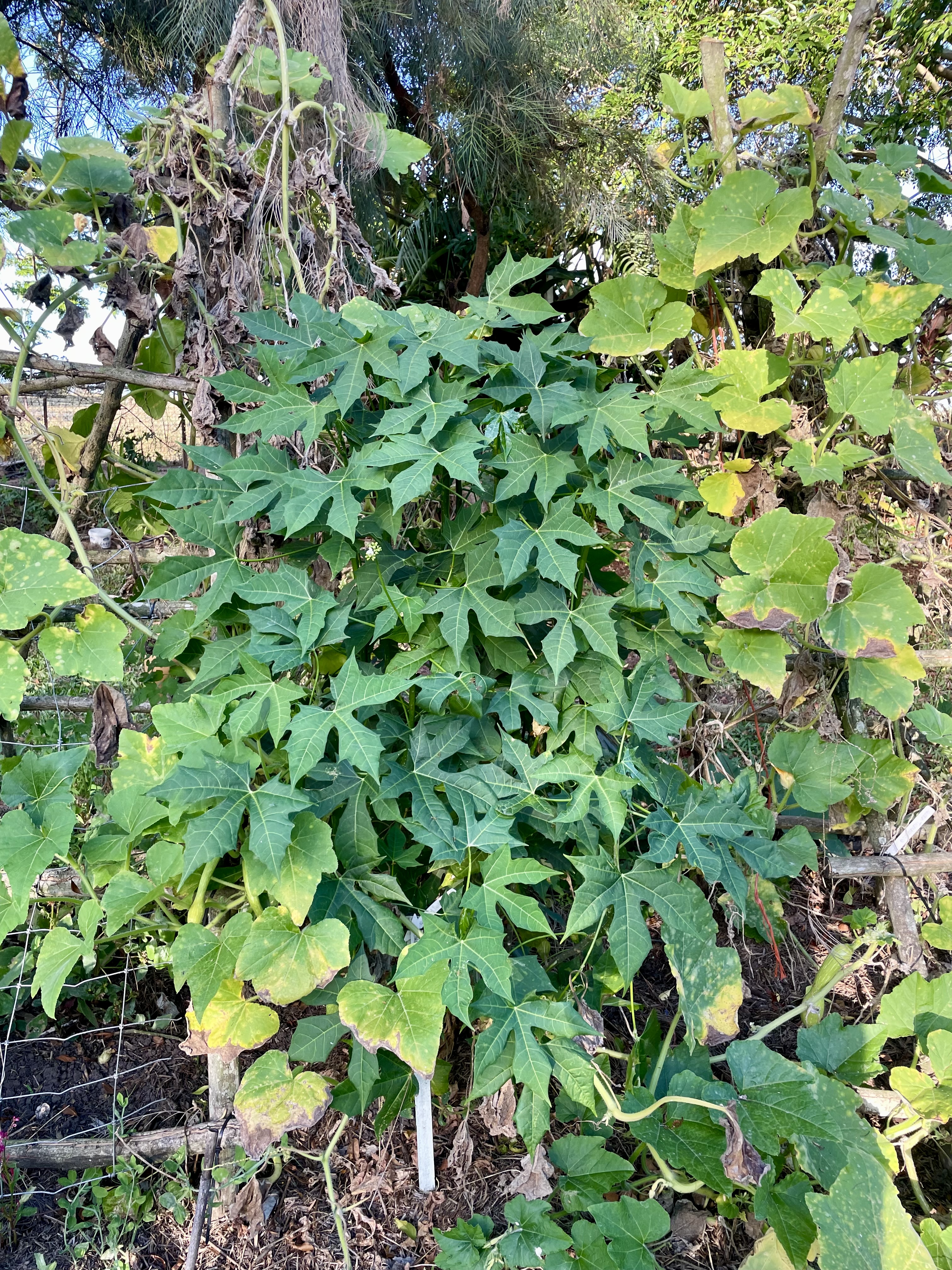 Lush green Chaya leaves growing on a wire trellis in a garden.