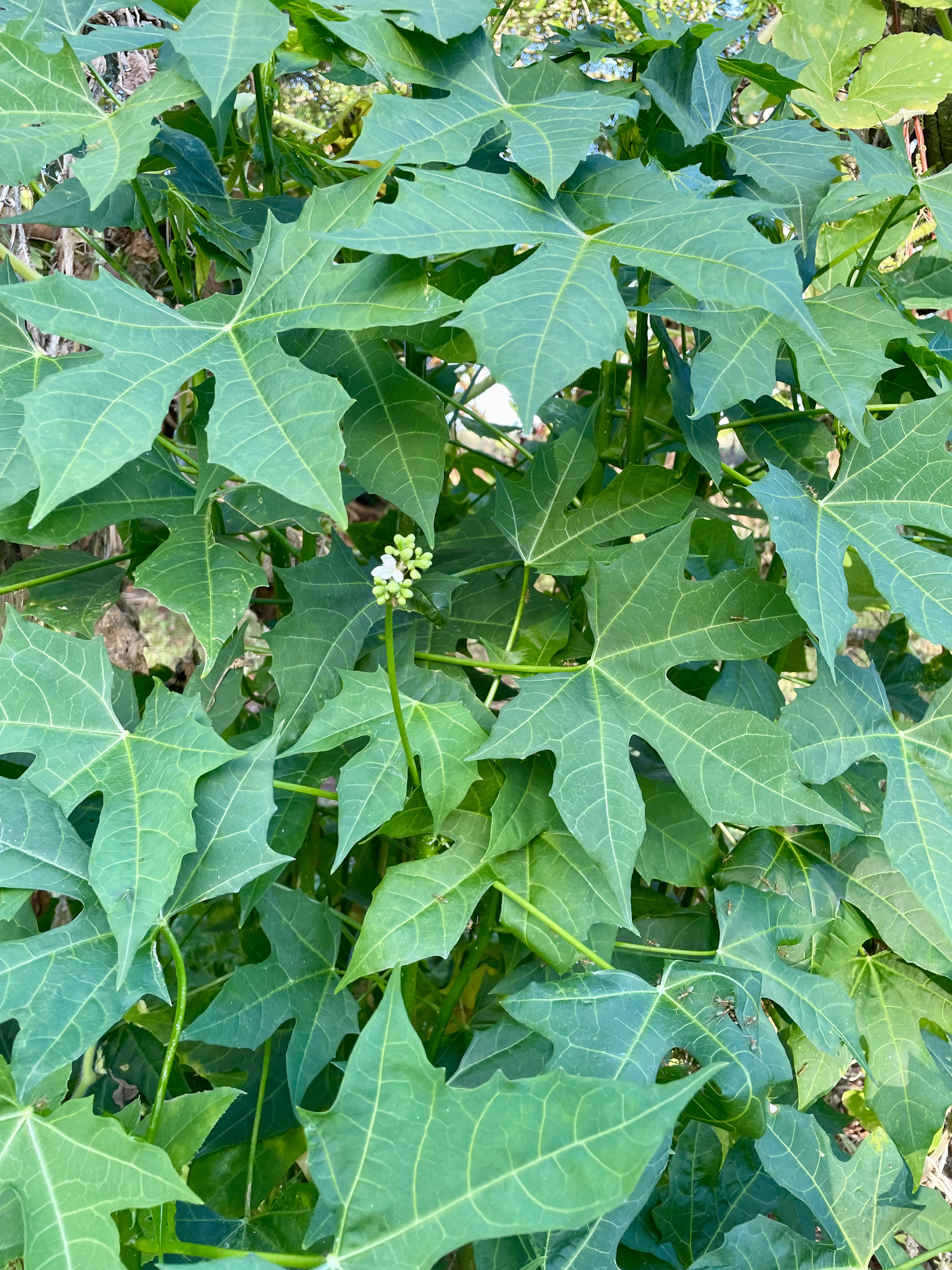 Dense green lobed leaves on a Chaya plant with a cluster of small white flowers.