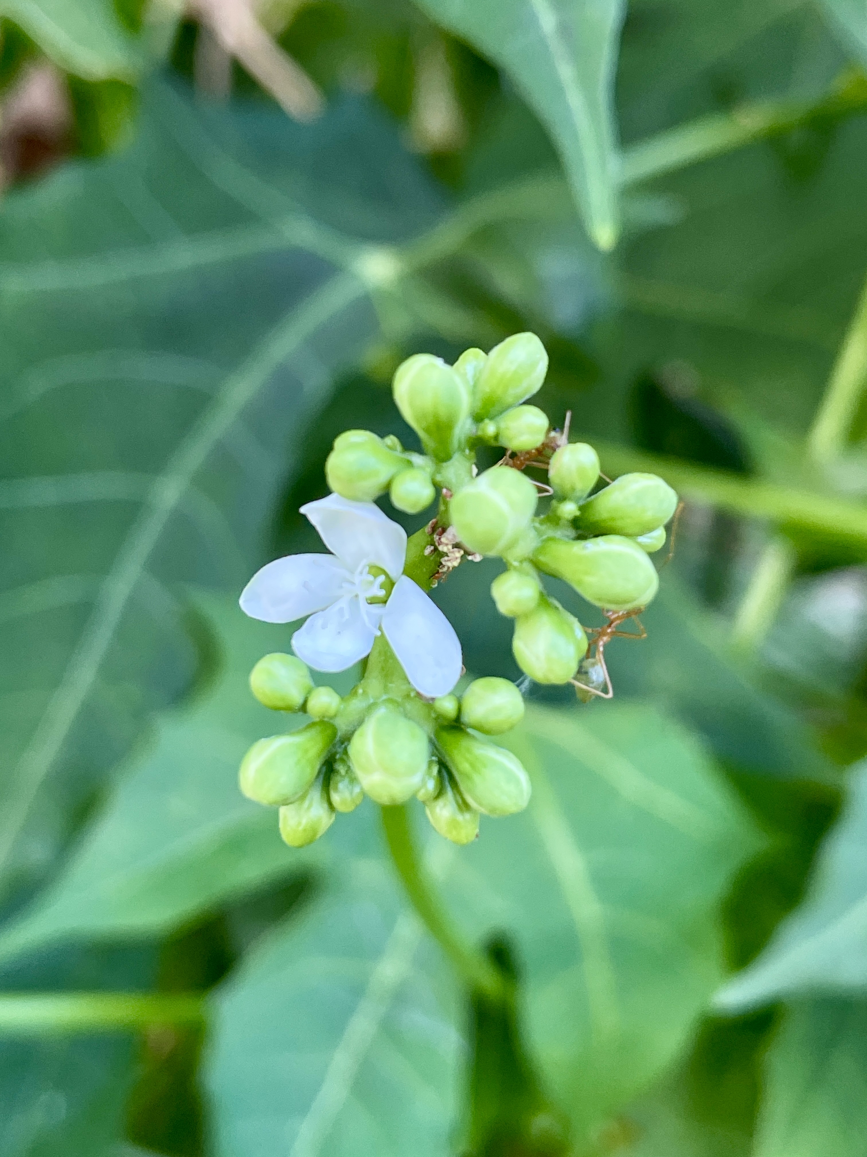 Chaya flower and green buds with a small ant on the stem.