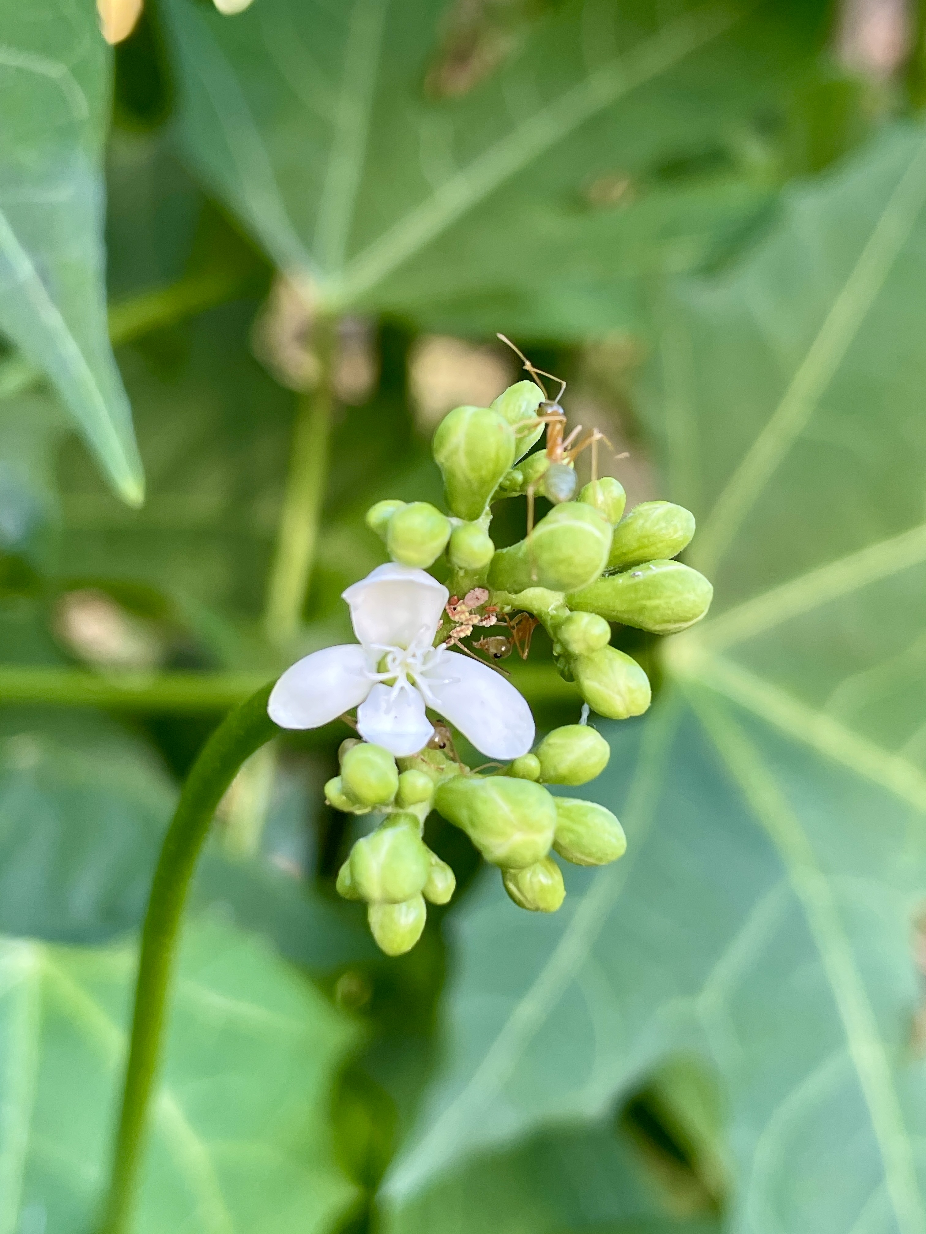 Small white flower and green buds on a Chaya plant with a tiny ant.