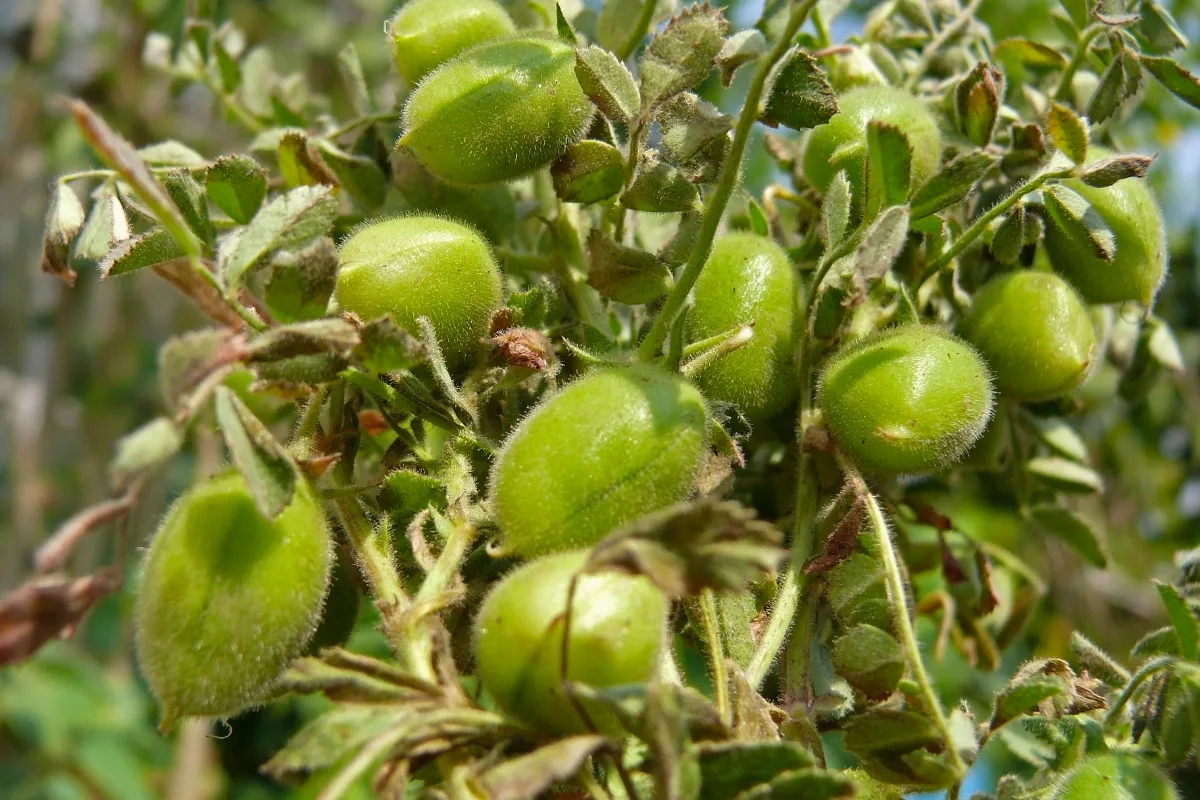 Green, fuzzy chickpea pods growing on a plant branch.