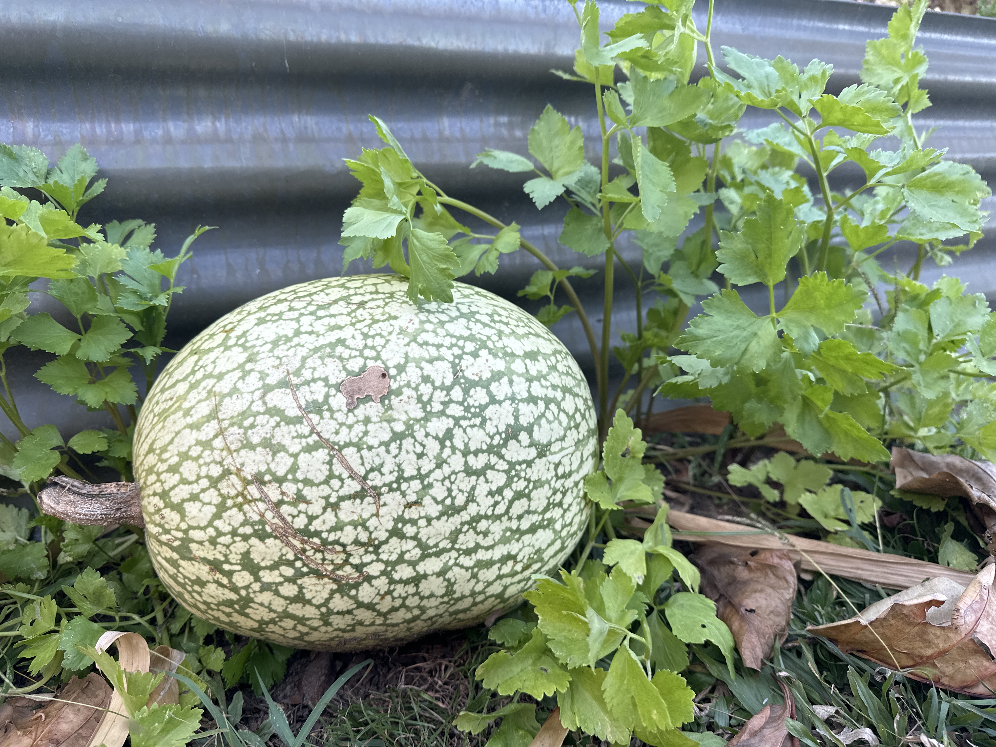 Speckled green Chilacayote fruit resting on the ground near green foliage.