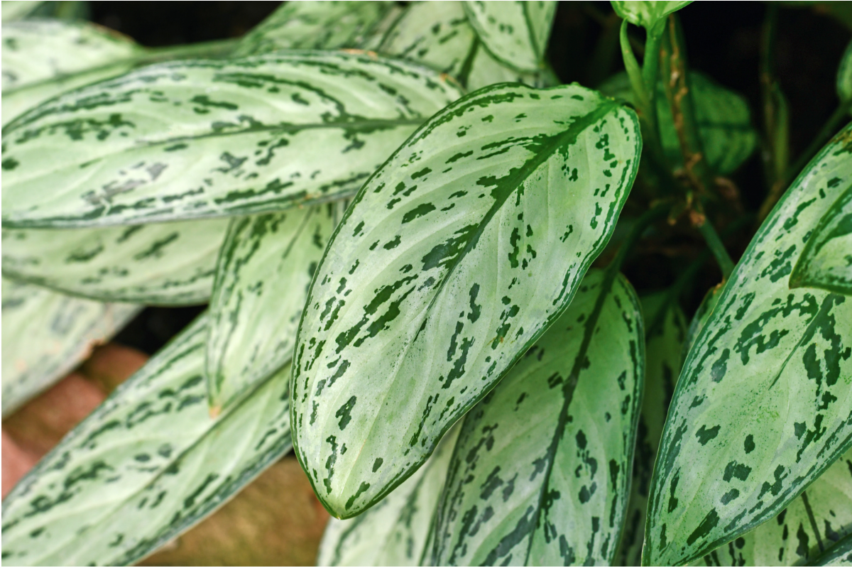 Chinese evergreen plant with patterned green foliage