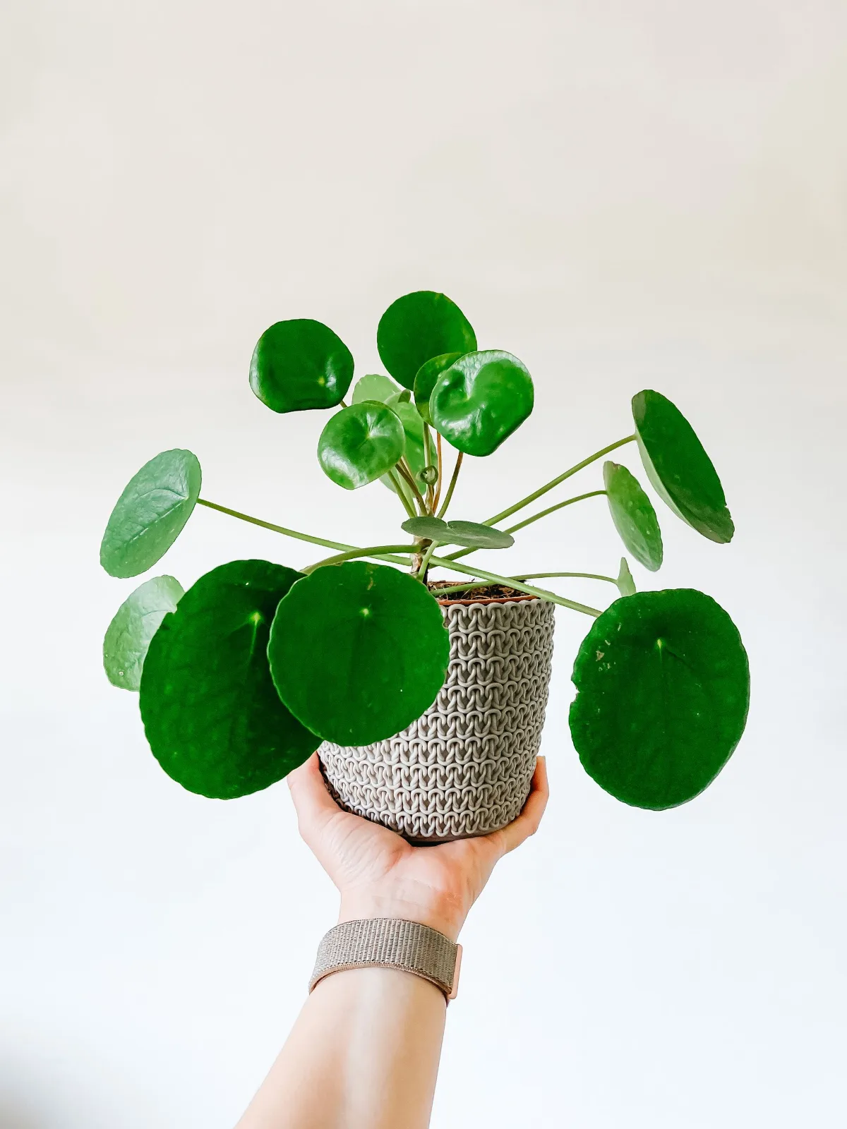 A vibrant Pilea Peperomioides plant held by a hand against a minimalist white backdrop