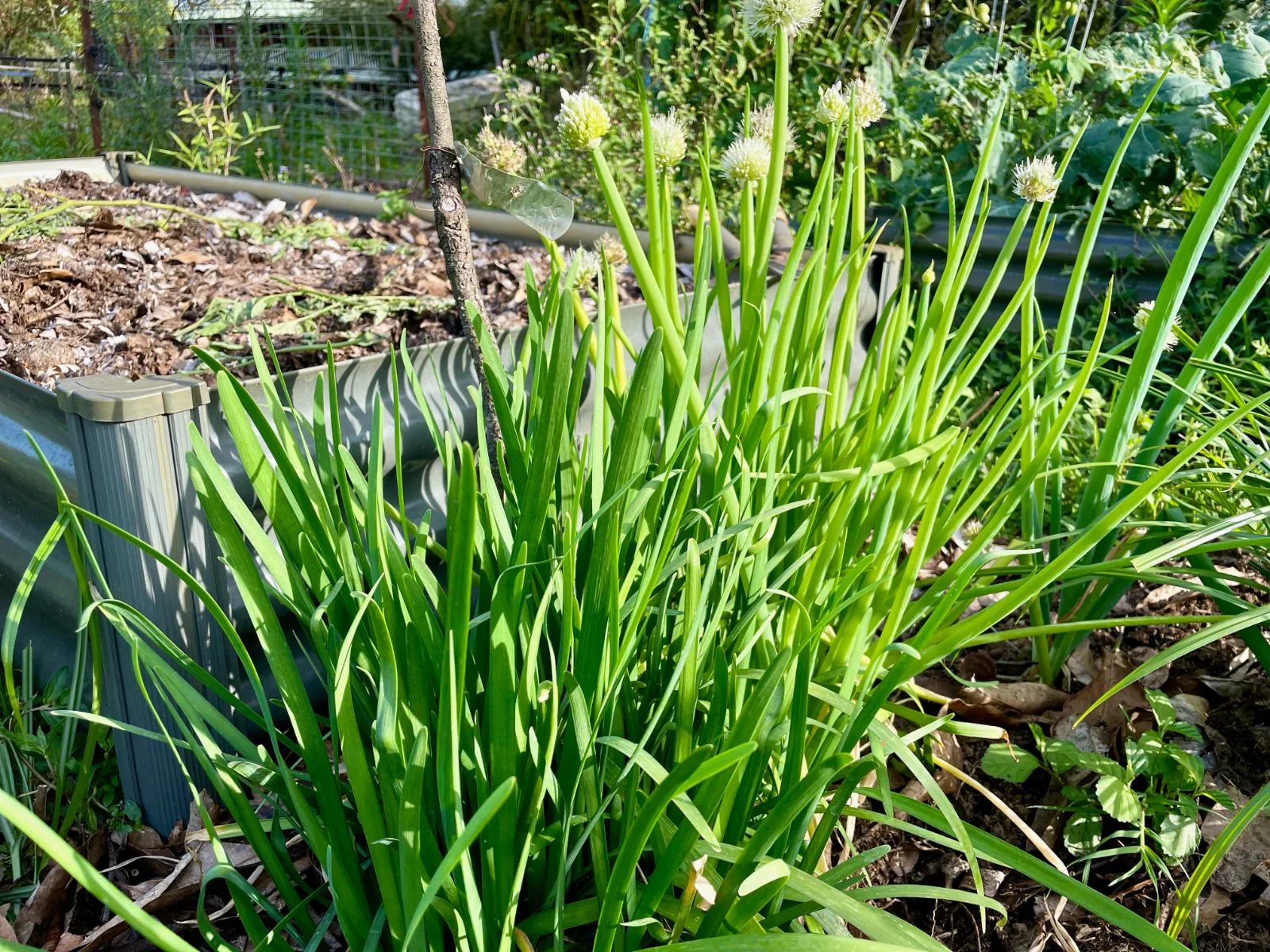 Chives growing in a raised garden bed in Australia
