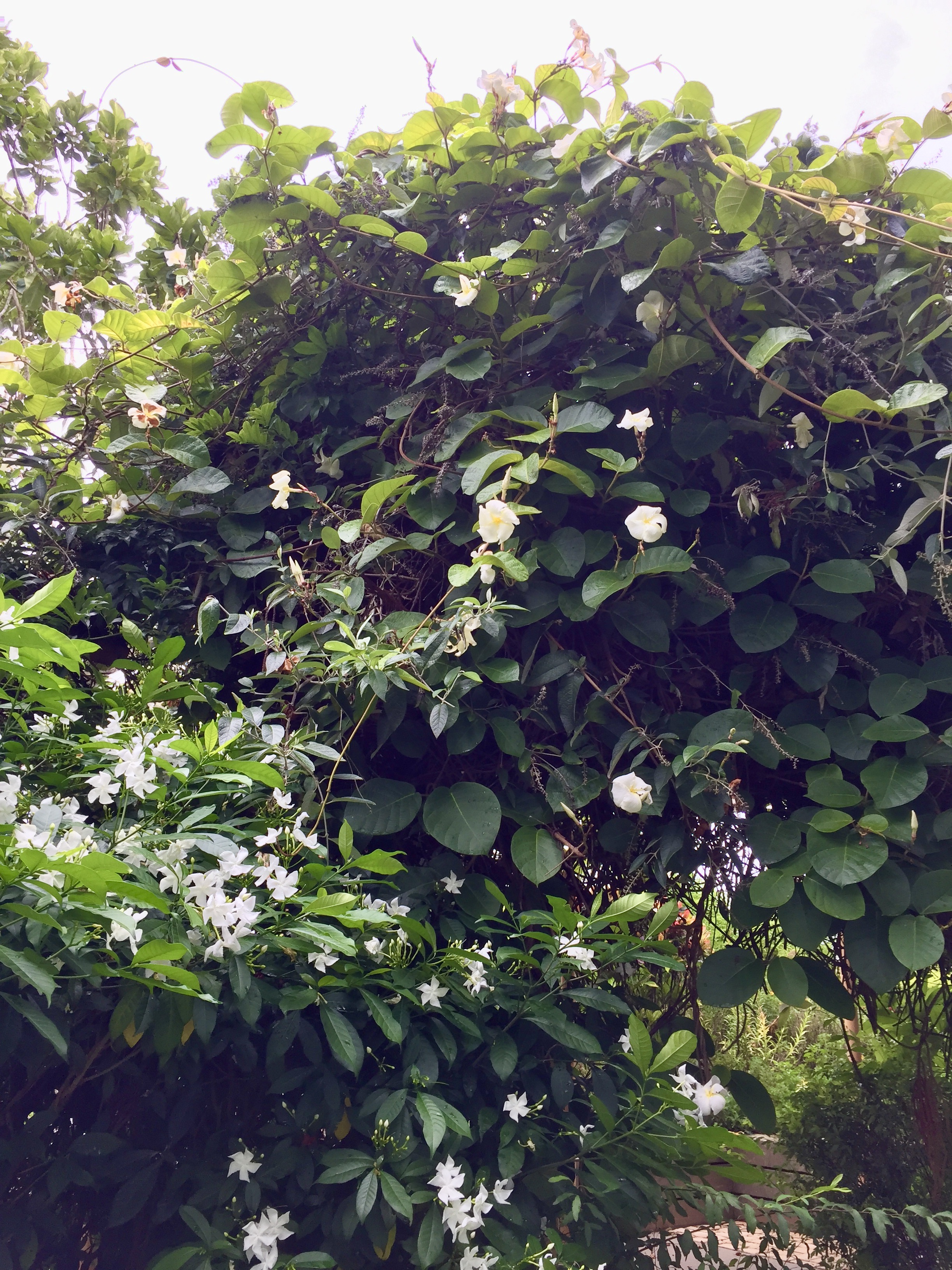 Climbing frangipani vines with white flowers growing over a lush garden archway.