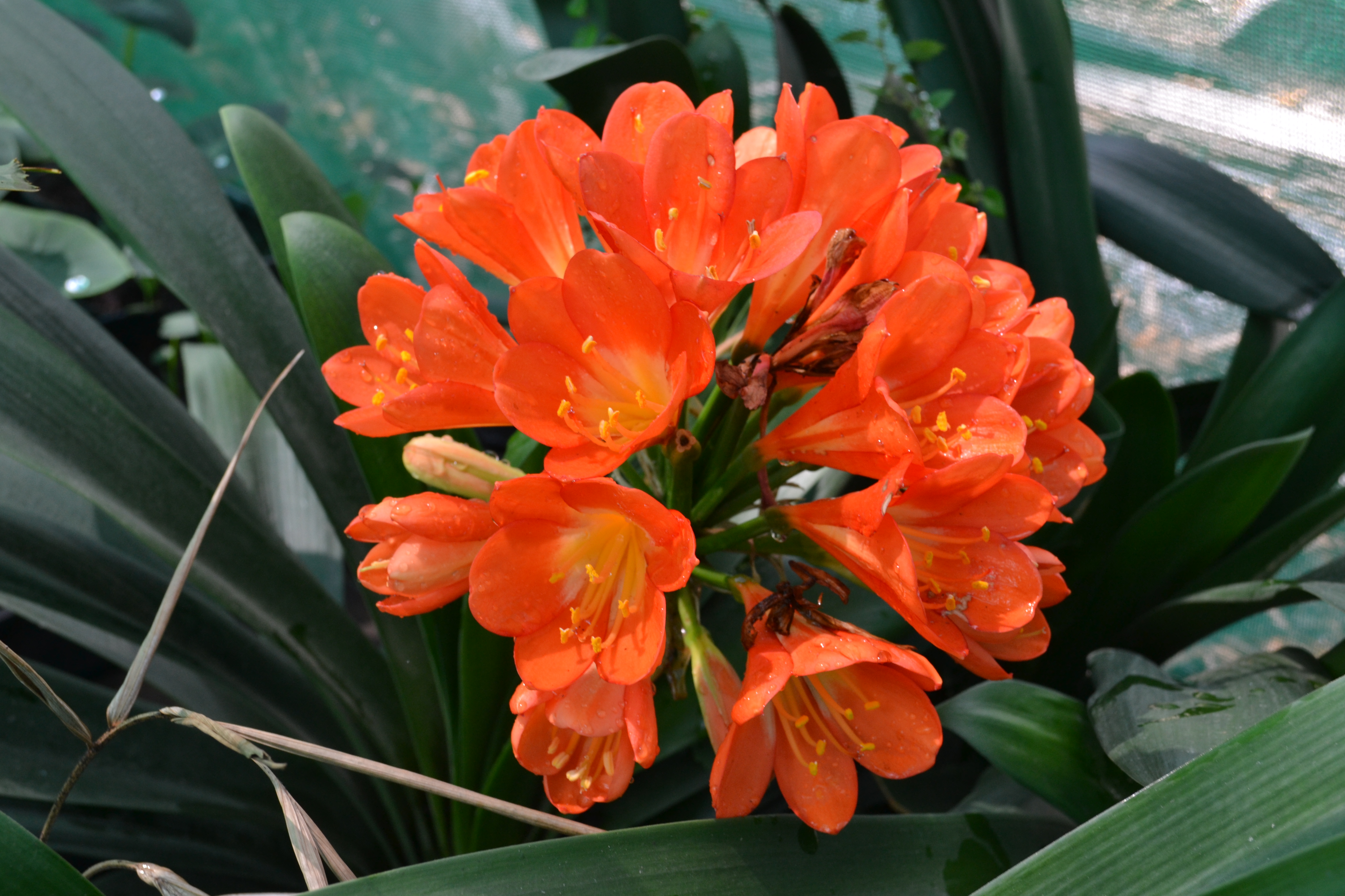 Bright orange Clivia flower cluster surrounded by dark green strap-like leaves.