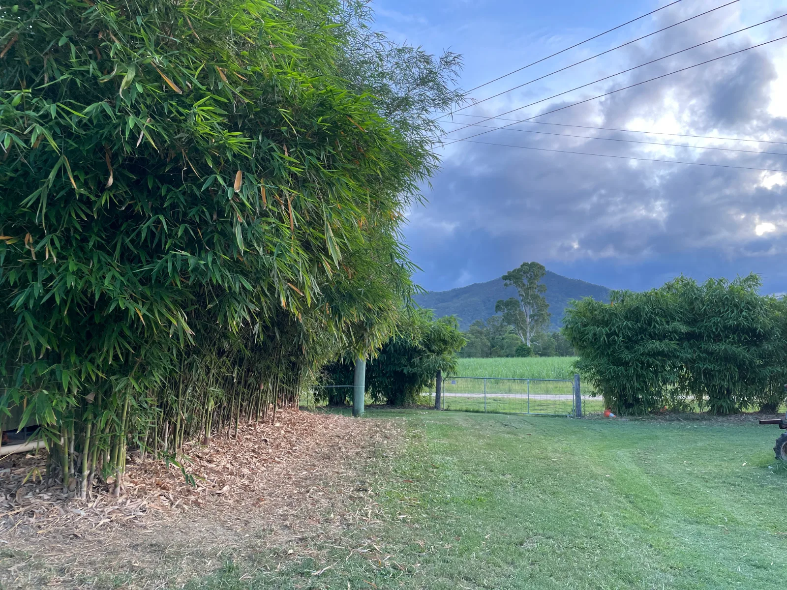 Clumping bamboo lining a driveway, with other clumbing bamboo framing the gate in Queensland, Australia
