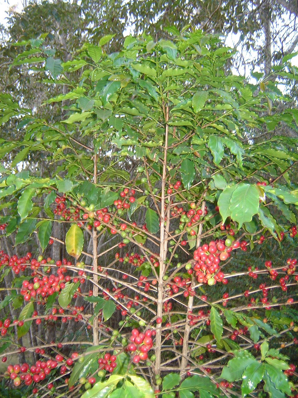 Coffee plant with glossy green leaves and clusters of ripening red berries on branches.