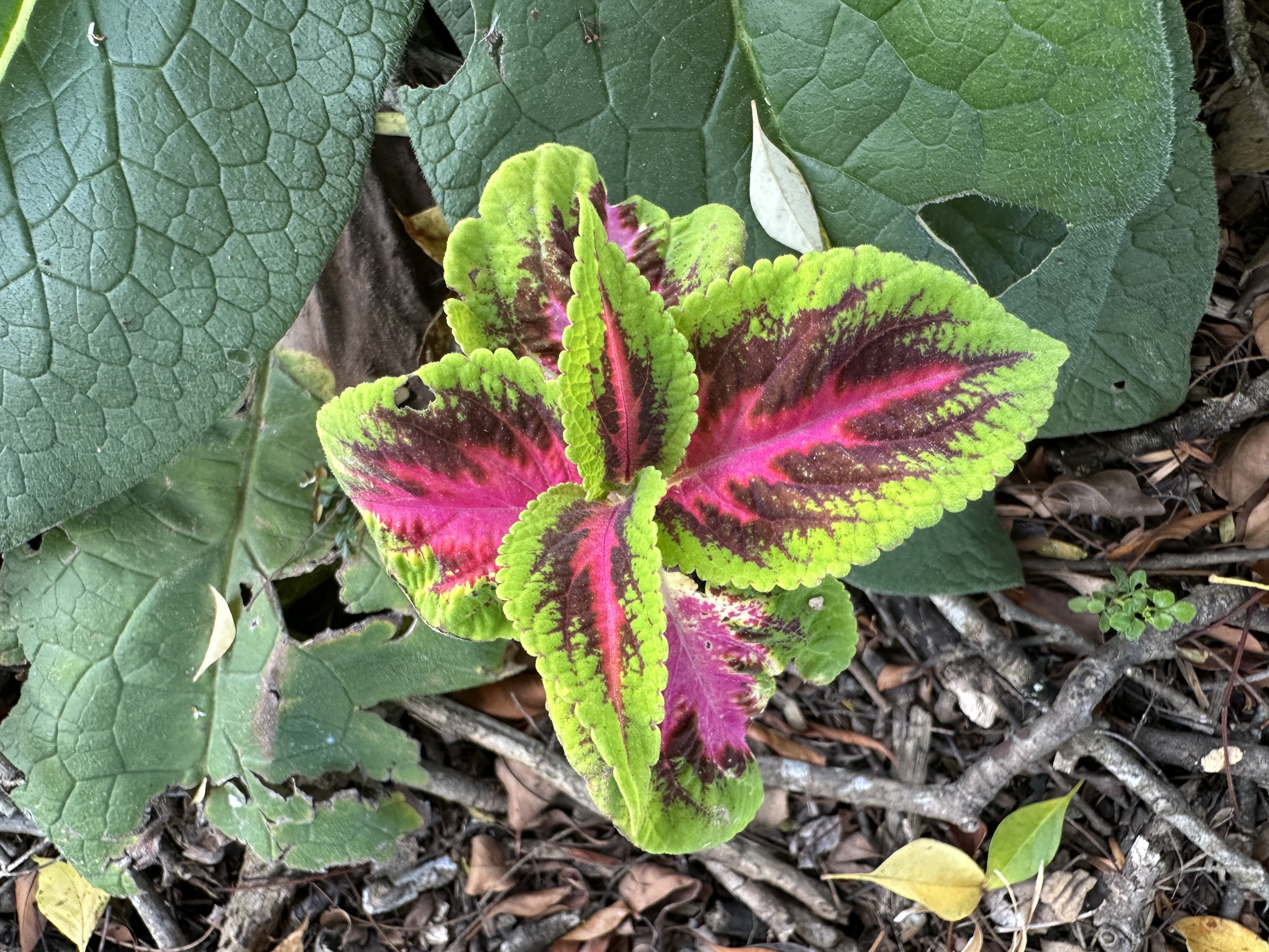 Coleus with vibrant pink and green serrated leaves growing amongst garden mulch.