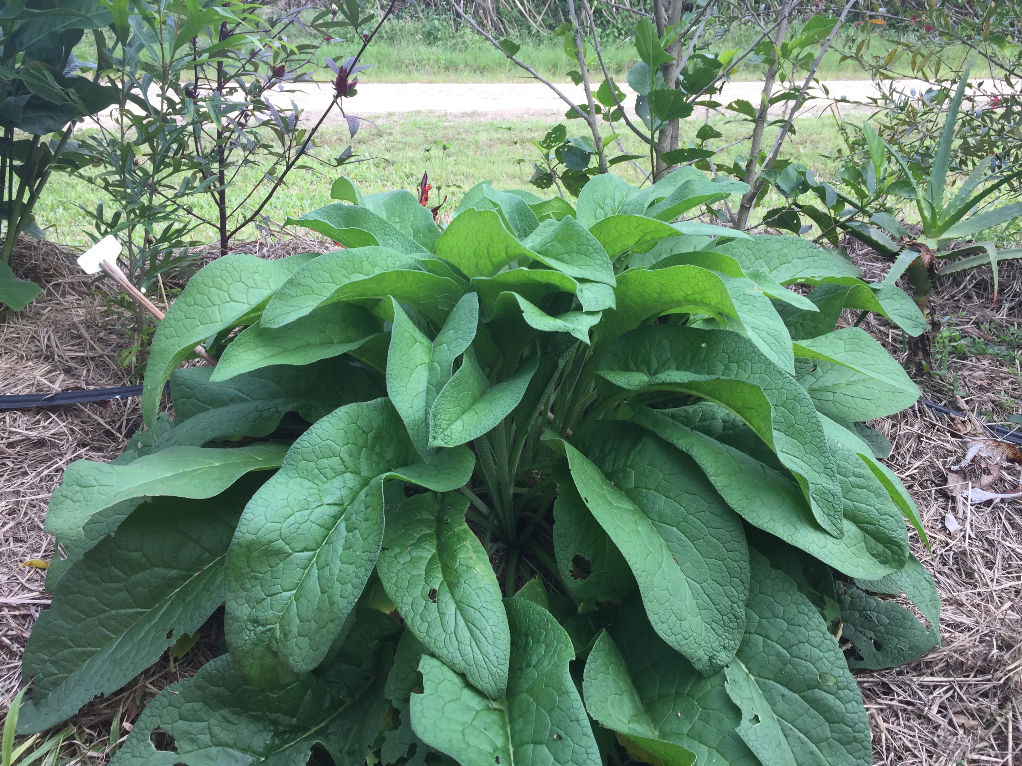 Lush comfrey plant with large, textured green leaves growing in a mulched garden bed.