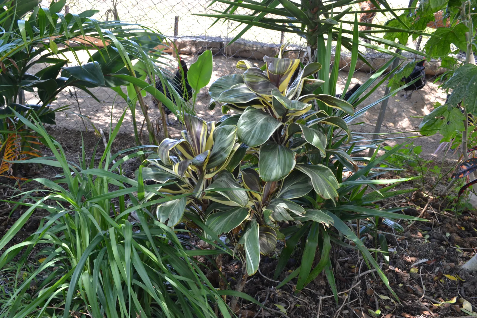 Cordyline fruticosa — variegated Ti plant growing in a garden bed with wire fencing in the background.
