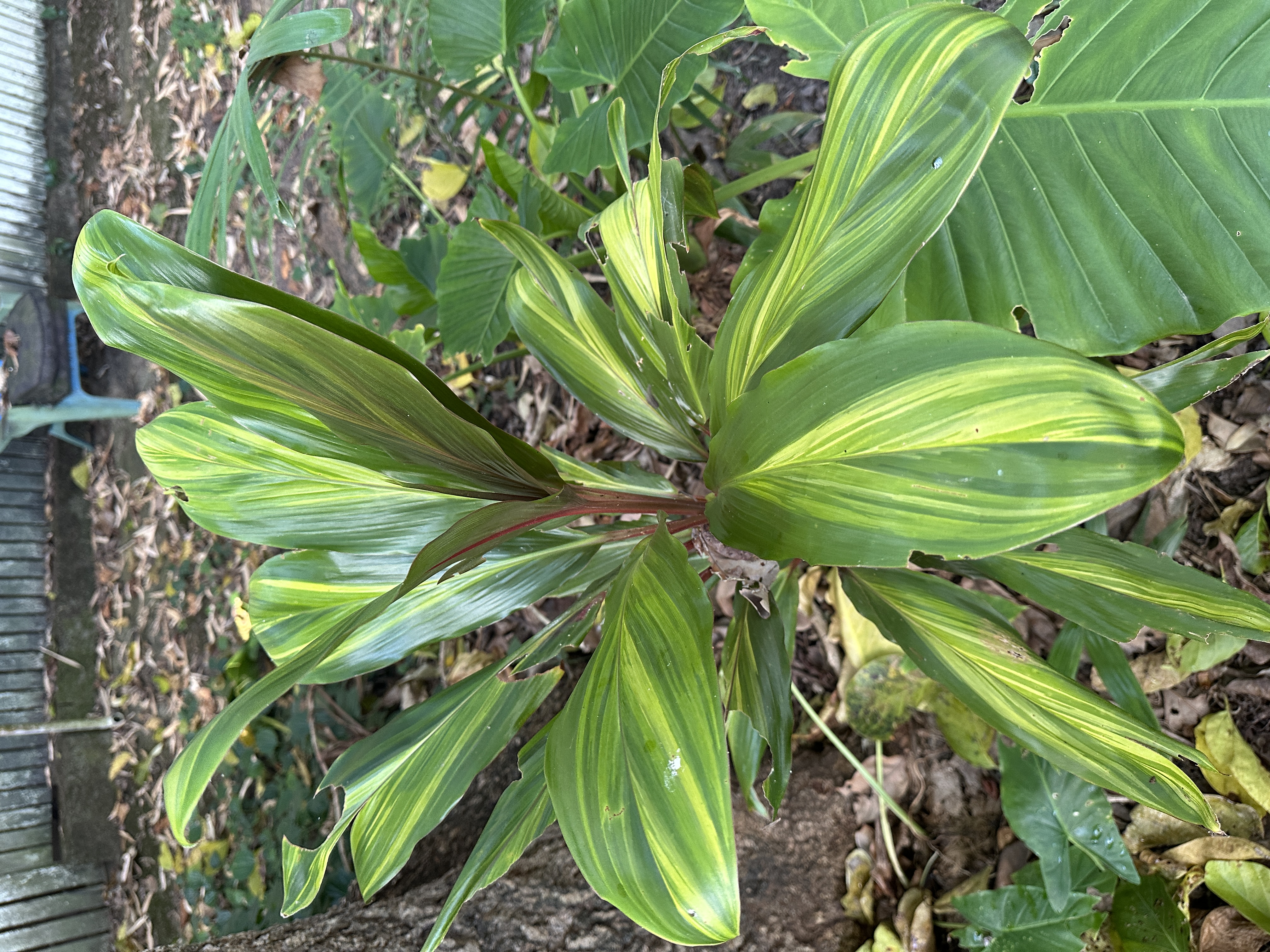 Variegated green and yellow leaves of a Cordyline fruticosa growing in the garden.