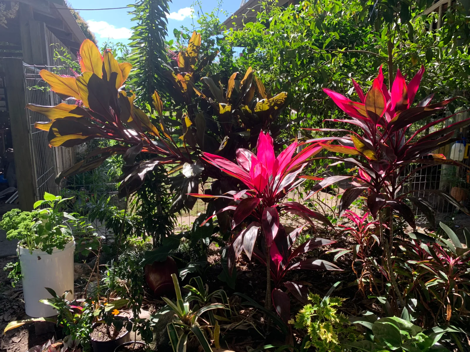 Cordyline fruticosa — vibrant red and bronze Ti plant foliage growing in a sunlit garden bed.