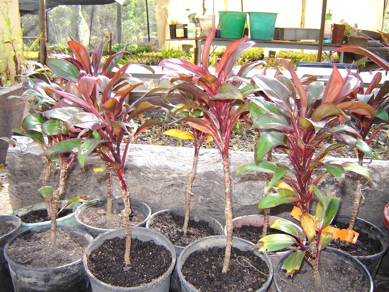 Cordyline fruticosa — several Ti plants with reddish leaves growing in individual black nursery pots.