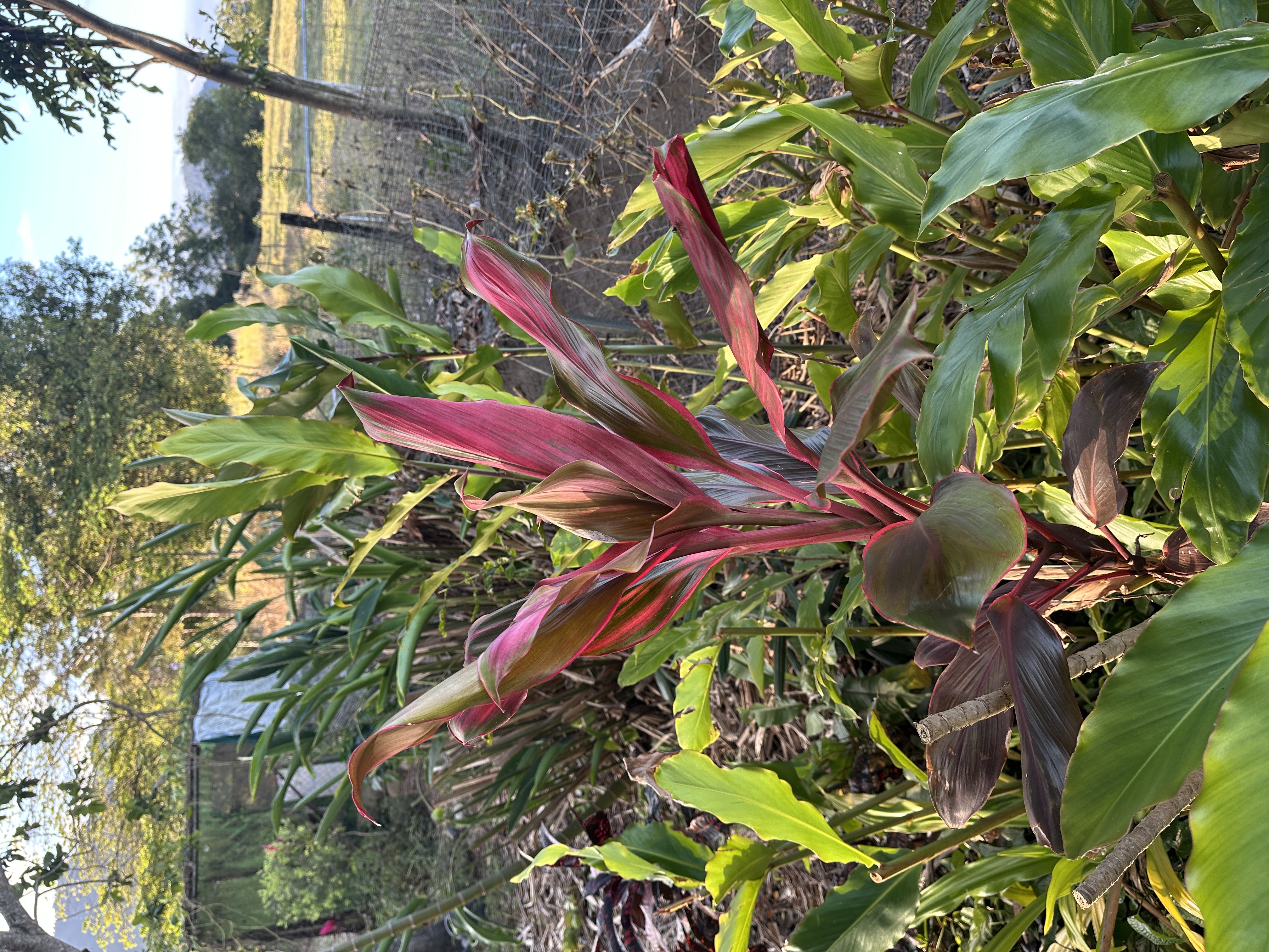 Bright pink and green Cordyline fruticosa leaves growing in a garden bed.