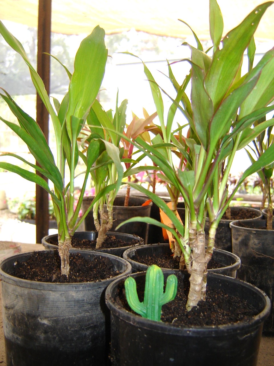 Cordyline fruticosa — ti plants in black nursery pots with a small cactus-shaped plant marker.