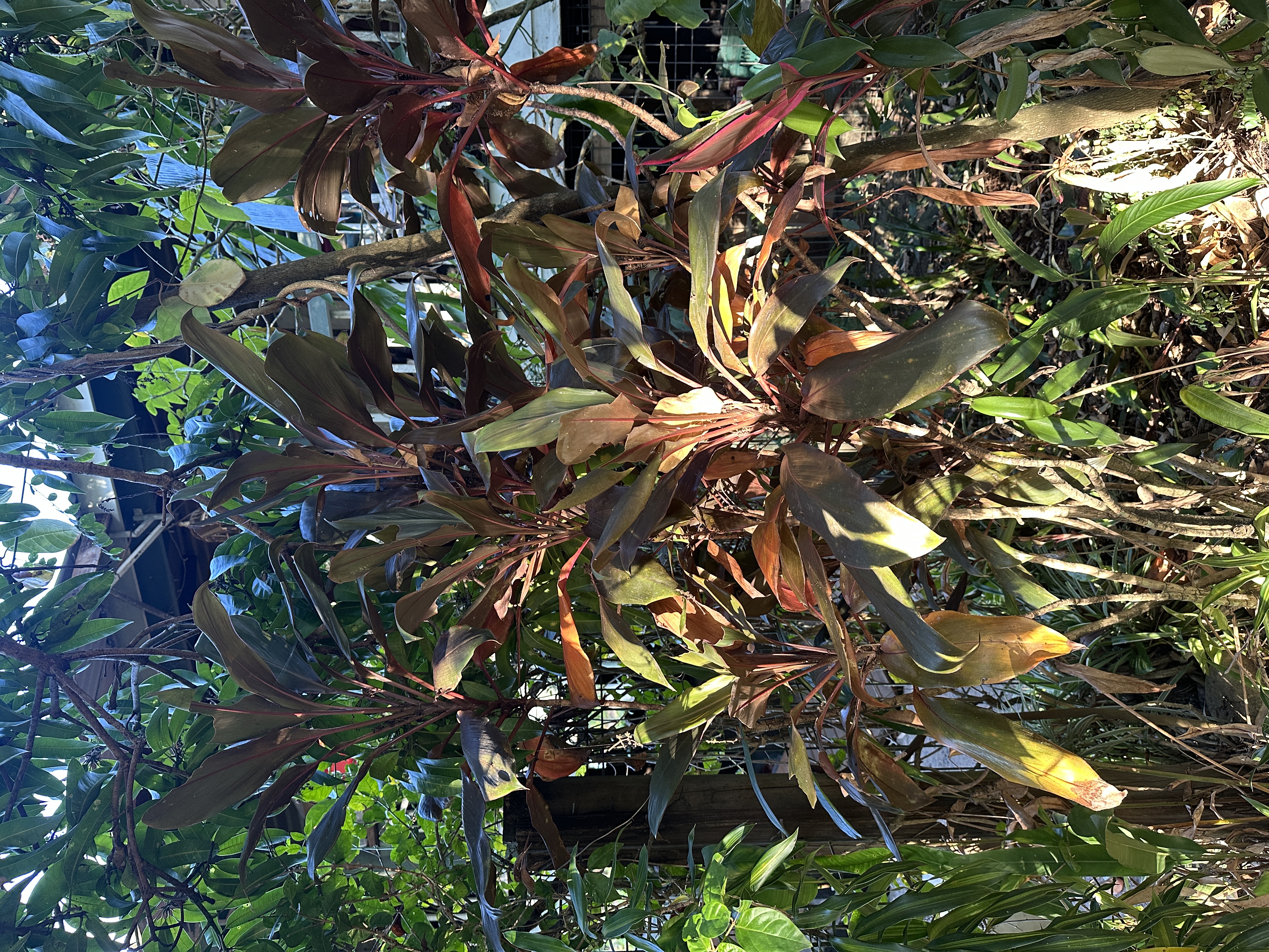 Cordyline fruticosa — clusters of dark red and bronze Ti plant leaves basking in dappled sunlight.
