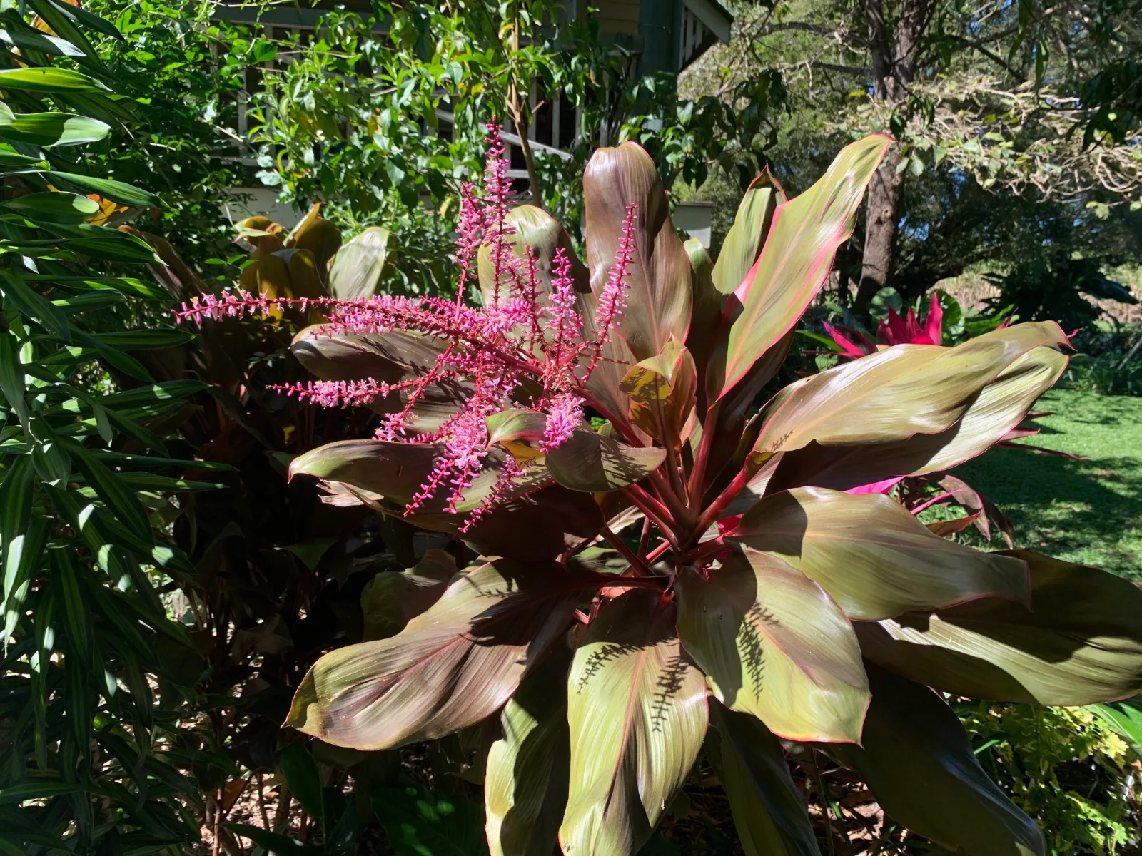 Cordyline fruticosa — ti plant with bronze leaves and bright pink flower spikes in a garden setting.