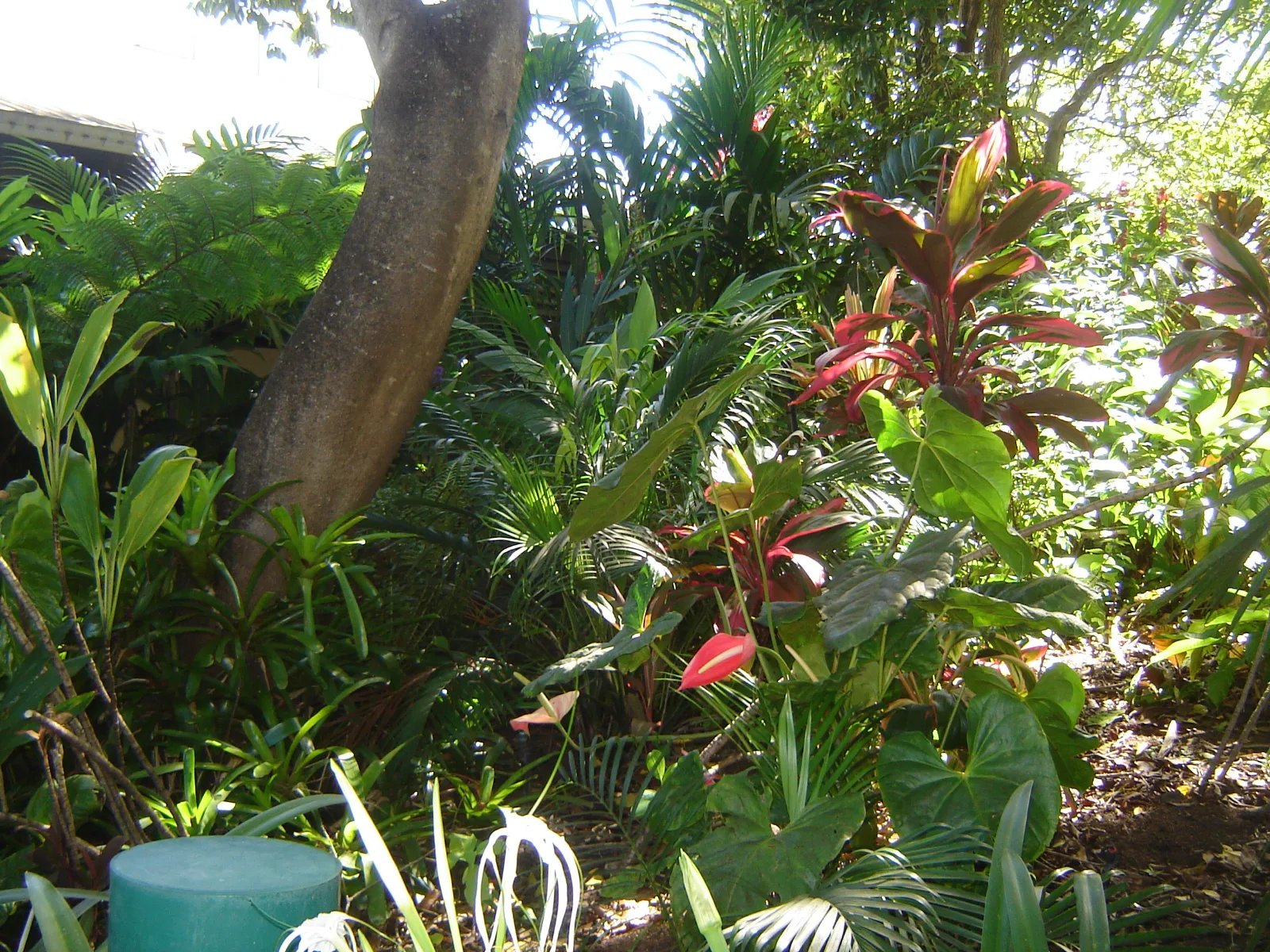 Cordyline fruticosa — red and green Ti plant foliage growing in a lush tropical garden.