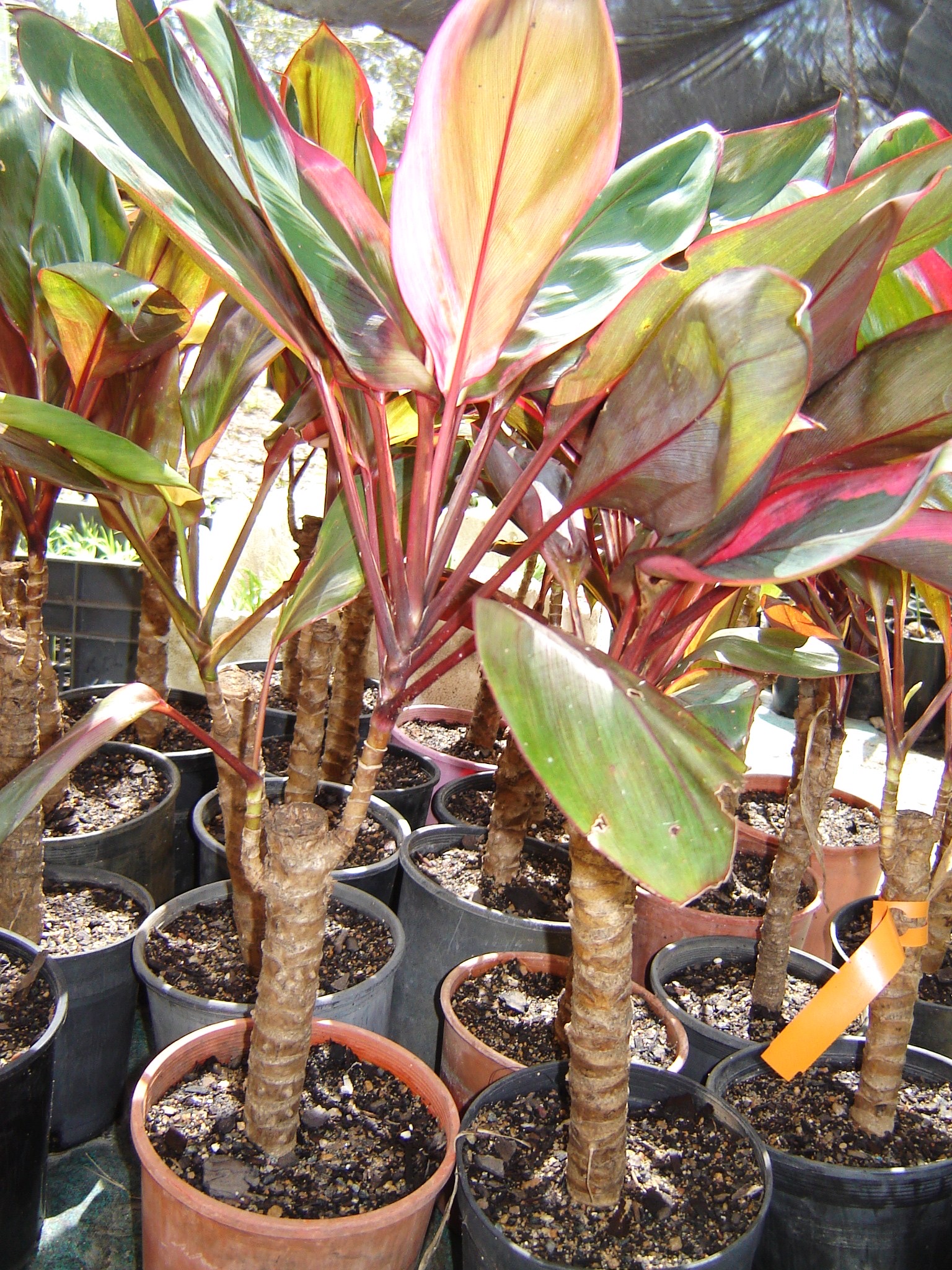 Potted Cordyline fruticosa plants with red and green foliage growing from woody stems.